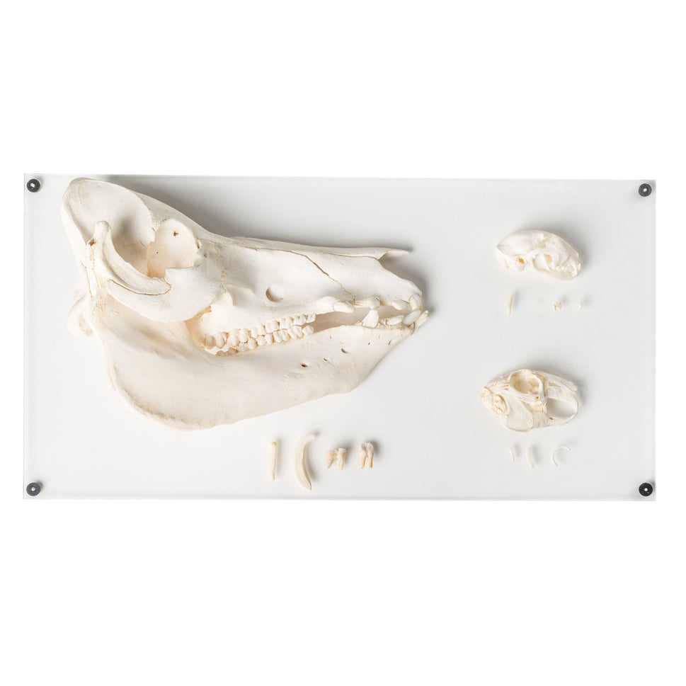 Tooth Types of Different Mammals (Mammalia, Deluxe Version)
