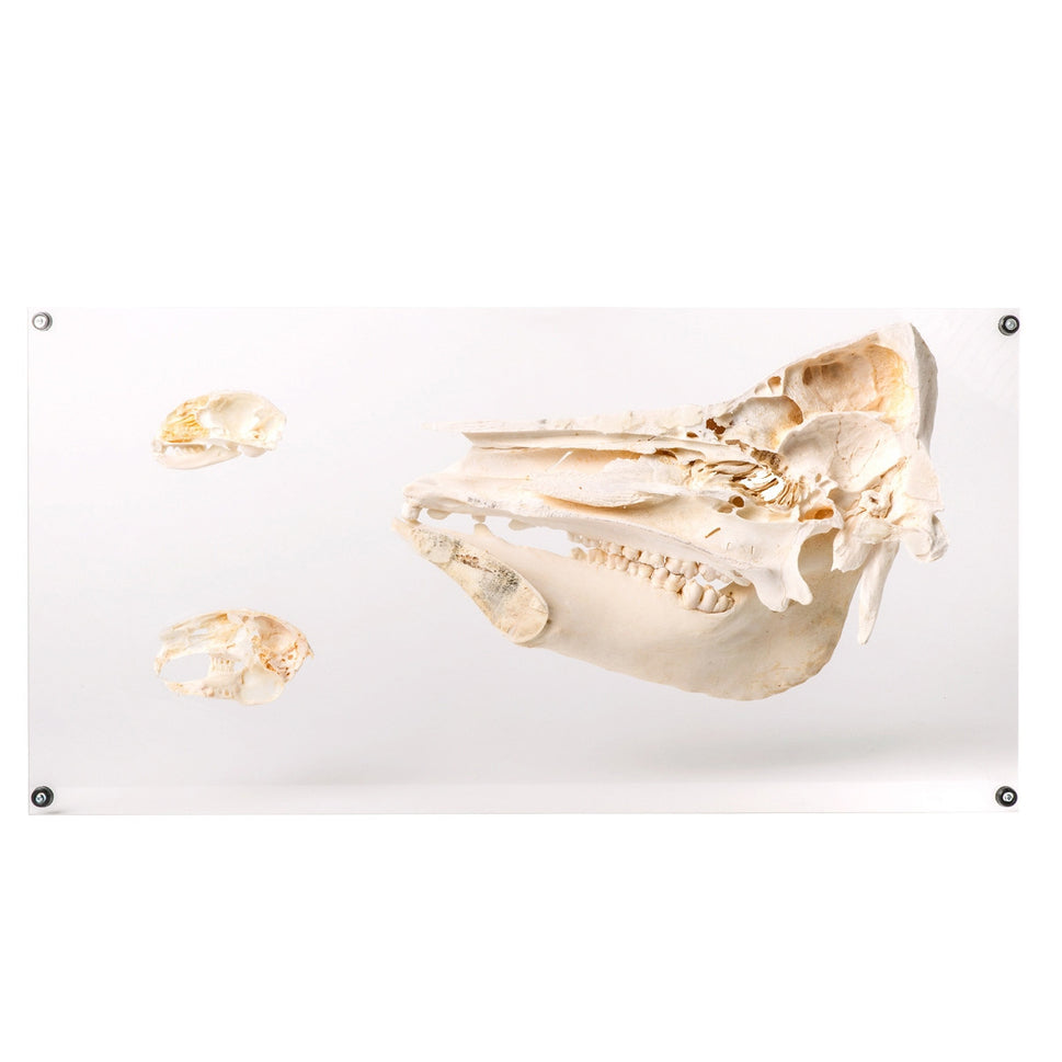 Tooth Types of Different Mammals (Mammalia, Deluxe Version)