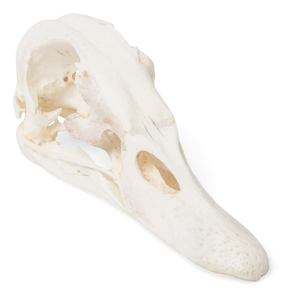 Duck Skull (Anas Platyrhynchos Domestica)