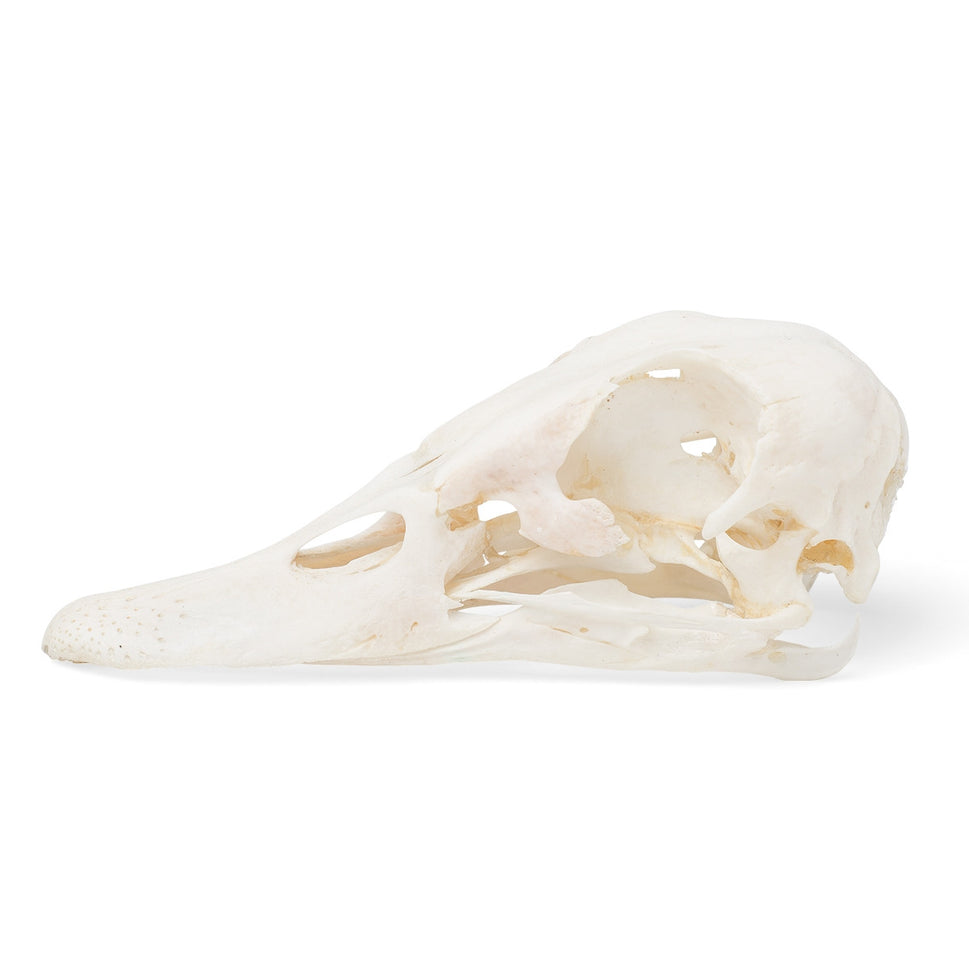 Duck Skull (Anas Platyrhynchos Domestica)