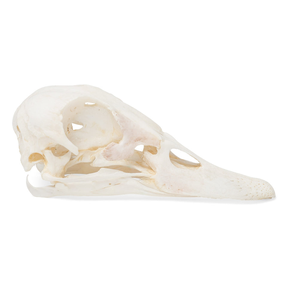 Duck Skull (Anas Platyrhynchos Domestica)
