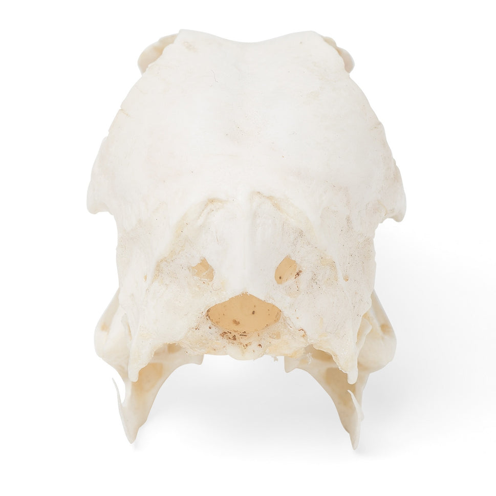 Duck Skull (Anas Platyrhynchos Domestica)