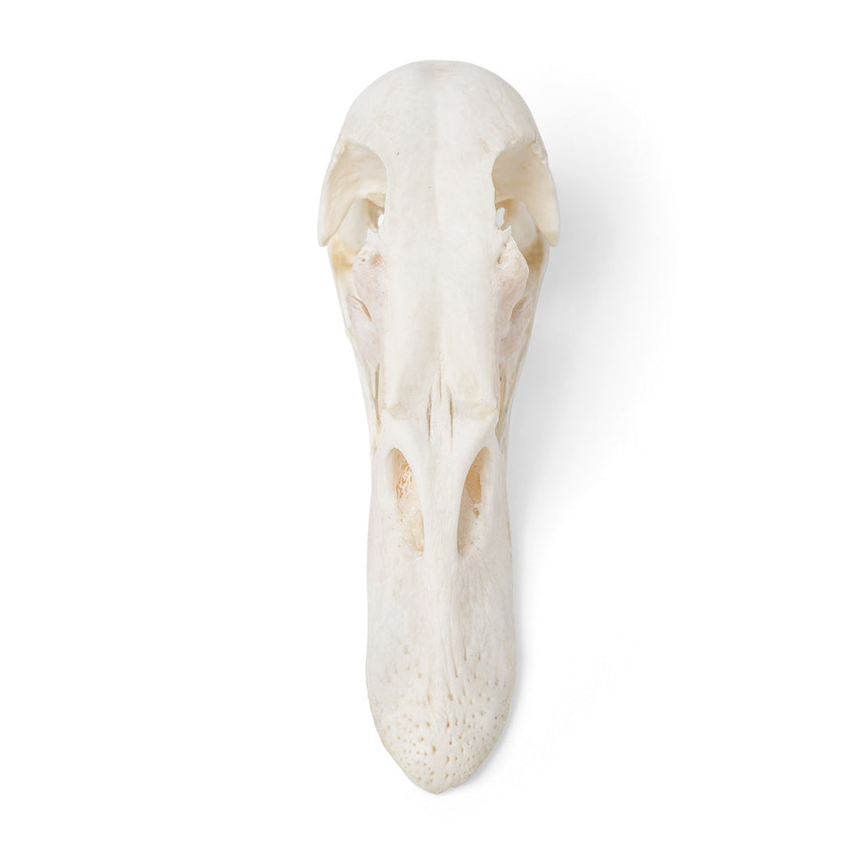 Duck Skull (Anas Platyrhynchos Domestica)