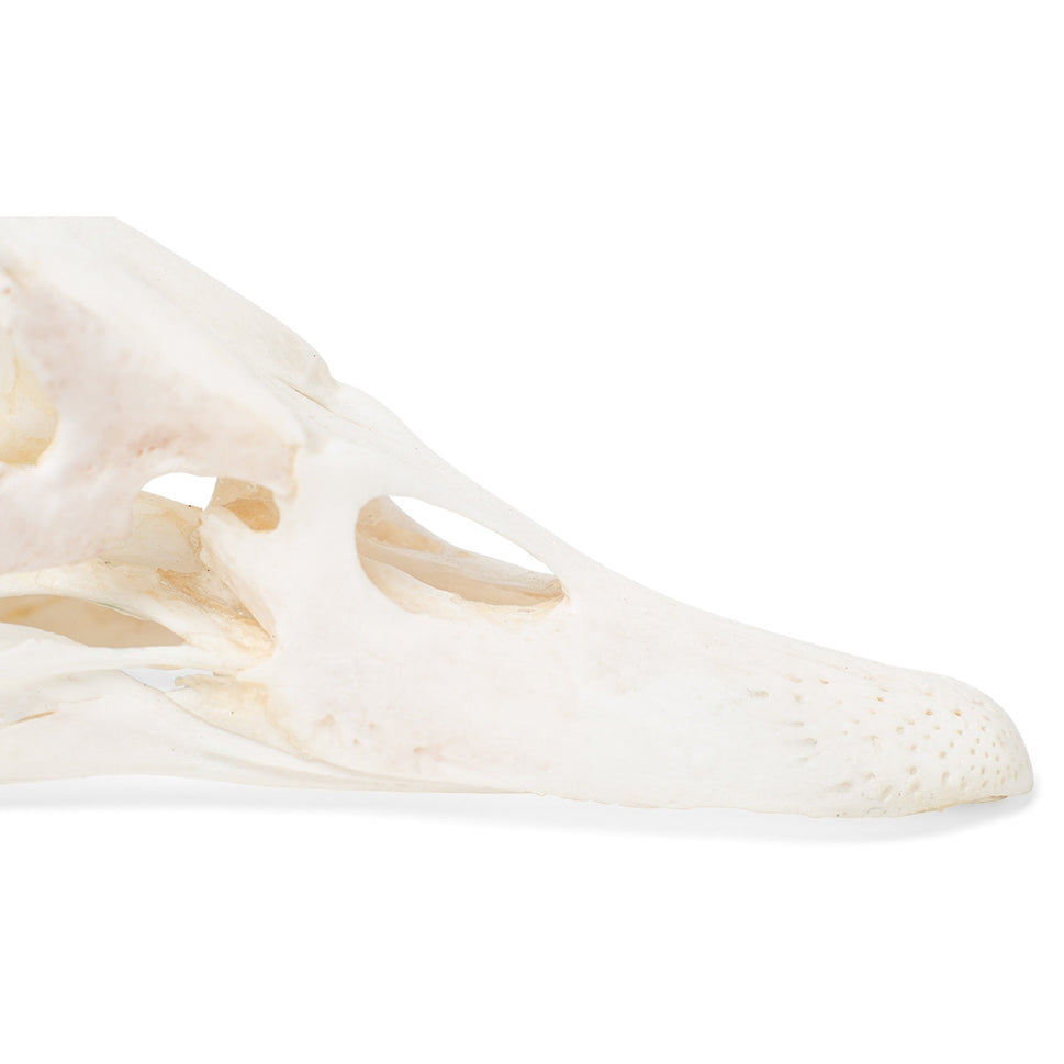 Duck Skull (Anas Platyrhynchos Domestica)