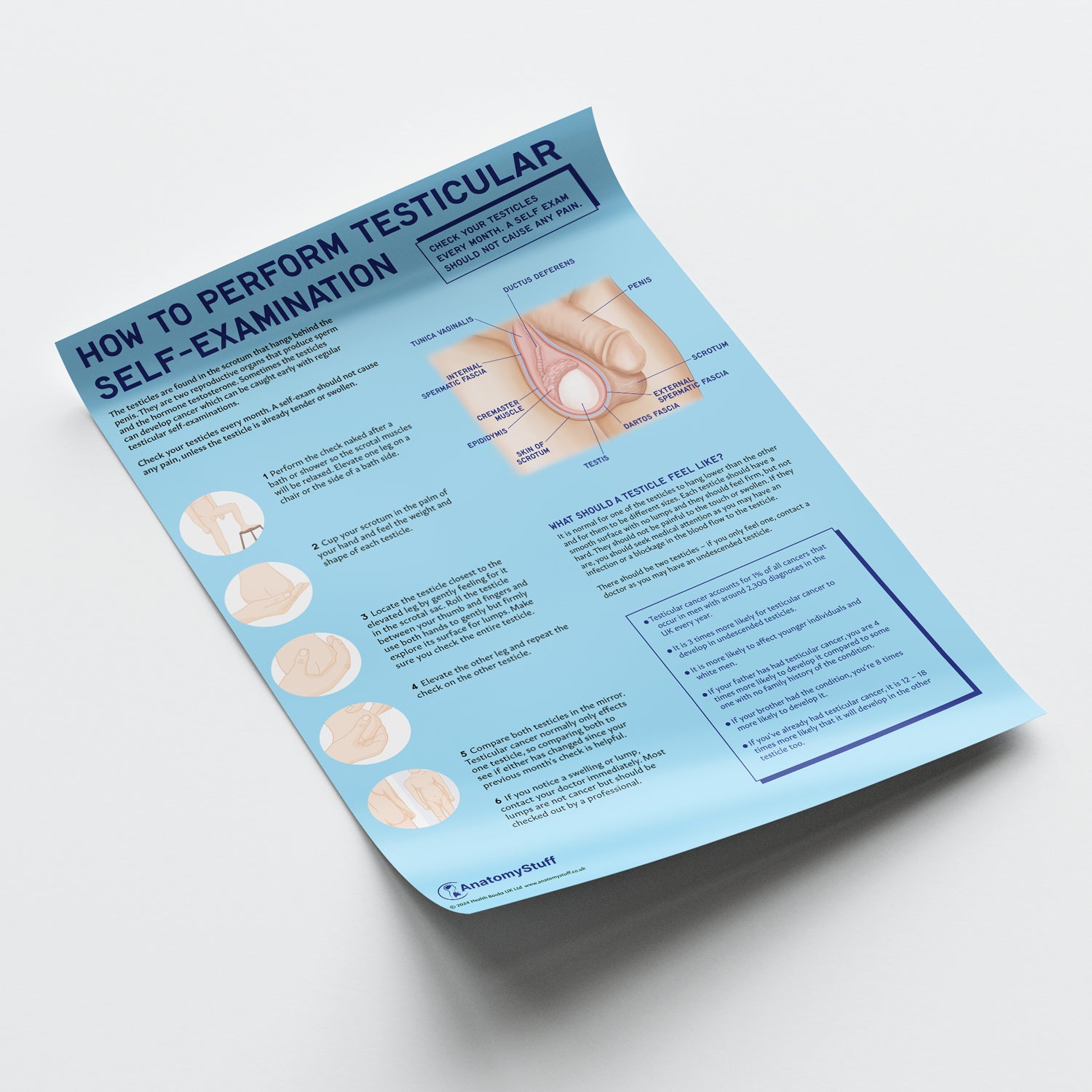 <strong>How to Perform Testicle Self-Examination Poster</strong>