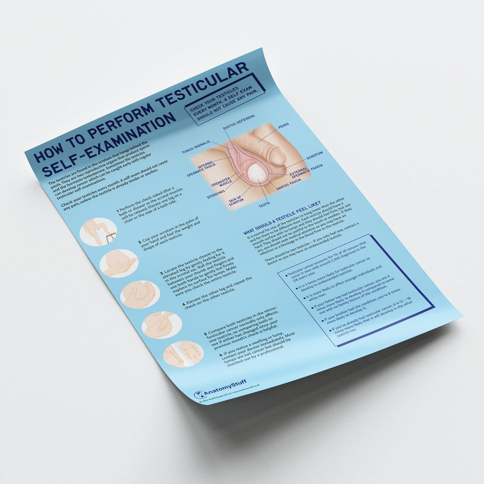 How to Perform Testicle Self Examination (TSE) Chart / Poster