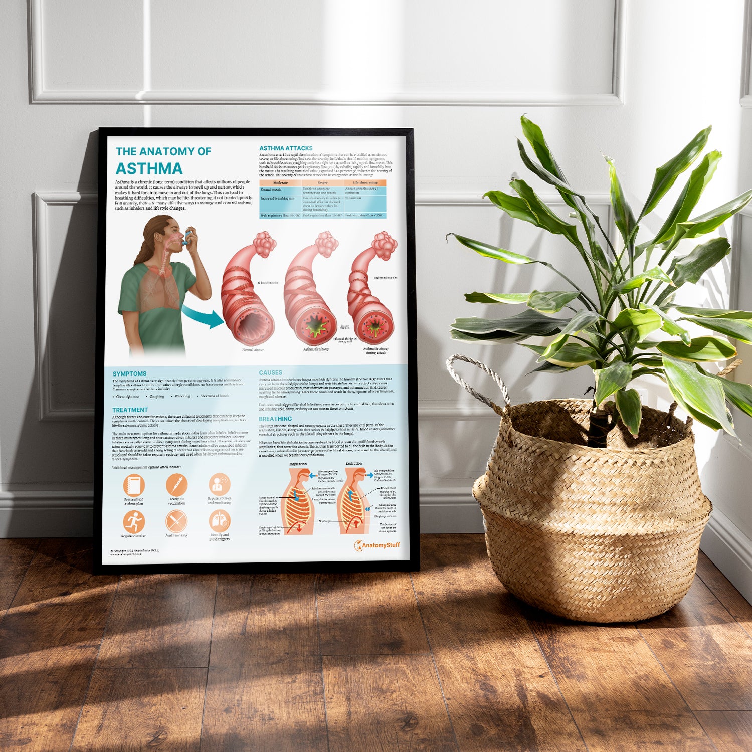 The Anatomy of Asthma Chart / Poster