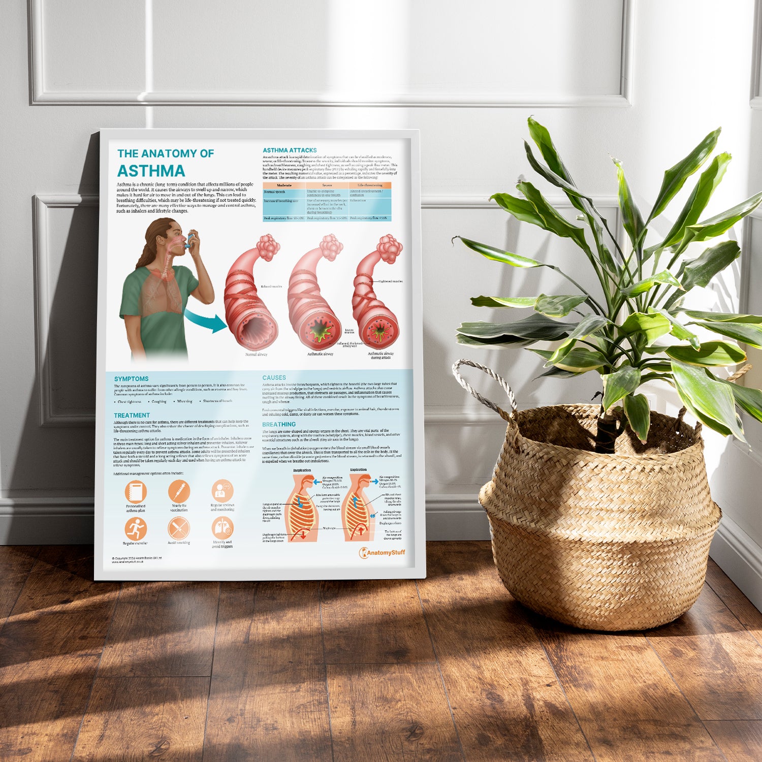 The Anatomy of Asthma Chart / Poster
