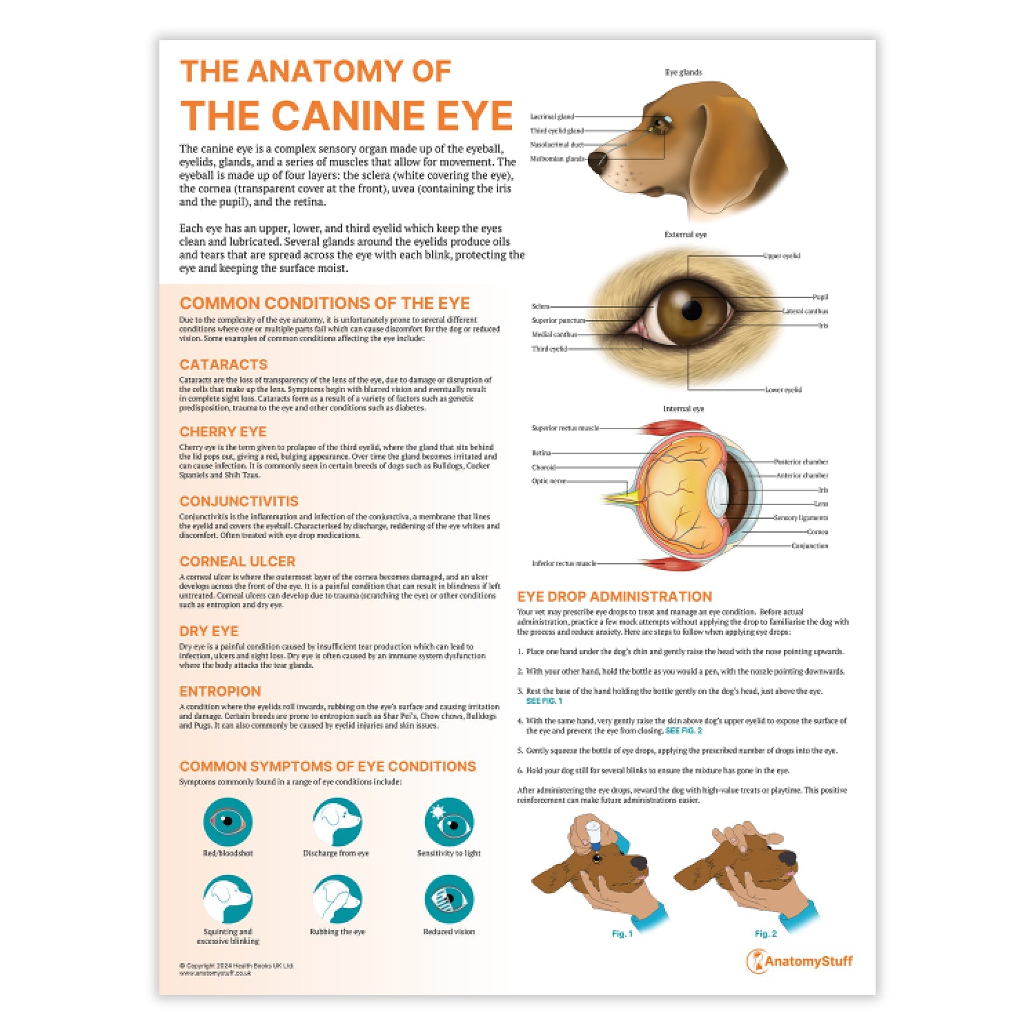 The Anatomy of The Canine Eye Chart / Poster - Part of Collection