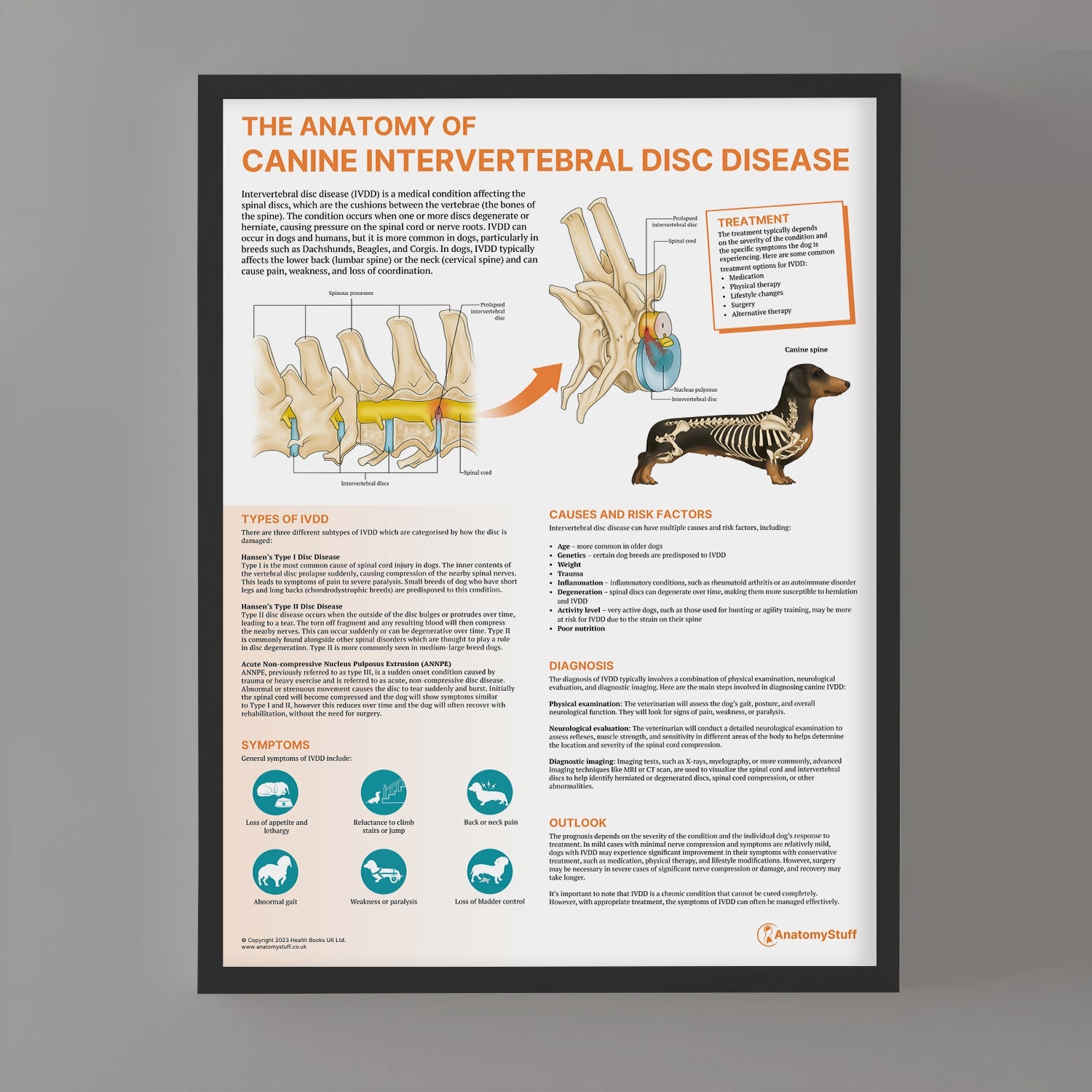 The Anatomy of Canine Intervertebral Disc Disease Chart / Poster - Part of Collection