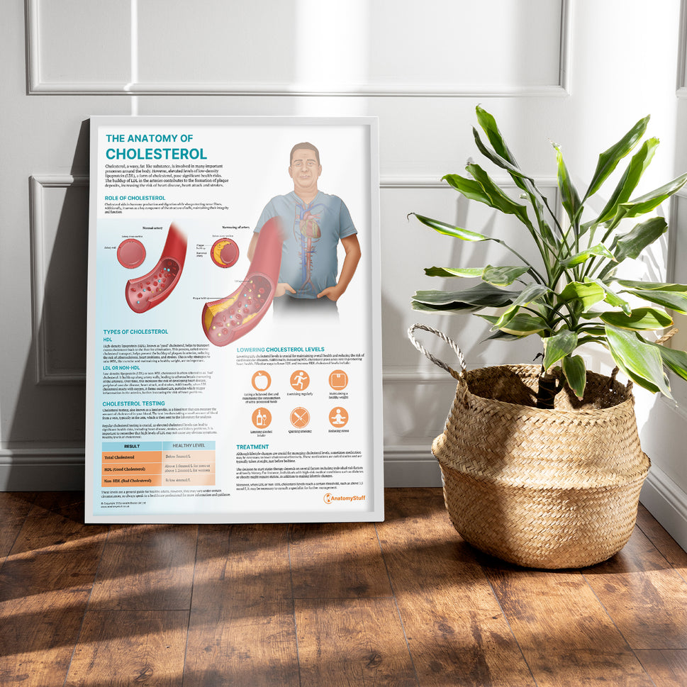 The Anatomy of Cholesterol Chart / Poster