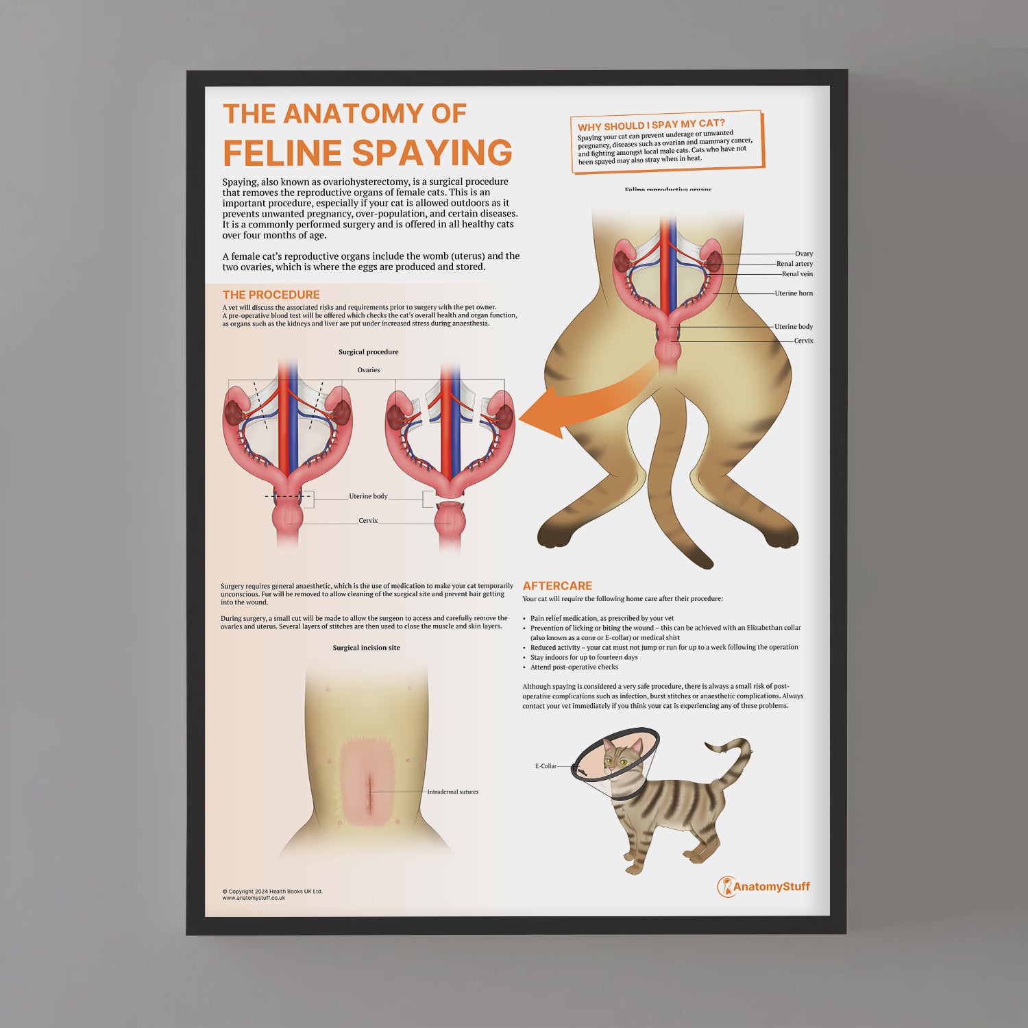 The Anatomy of Feline Spaying Chart / Poster