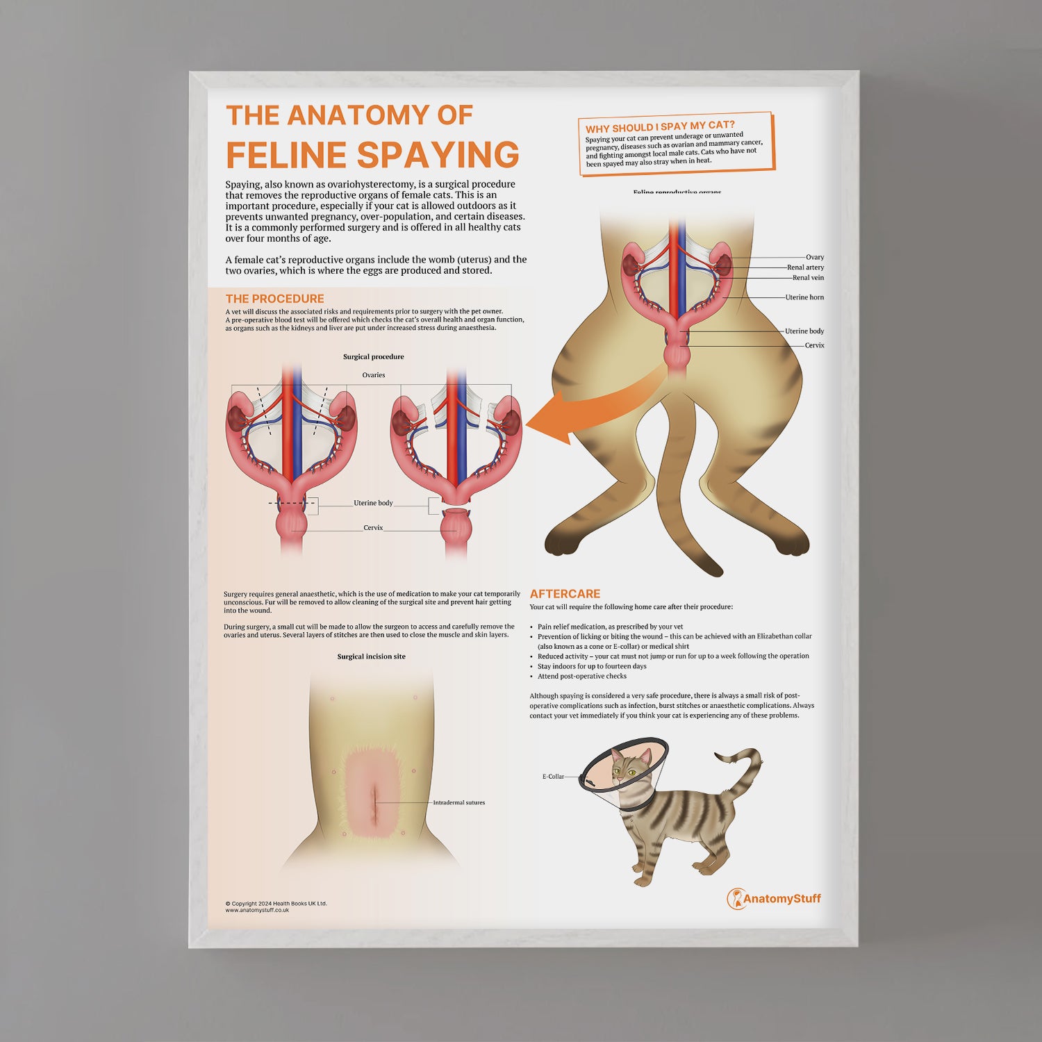 The Anatomy of Feline Spaying Chart / Poster