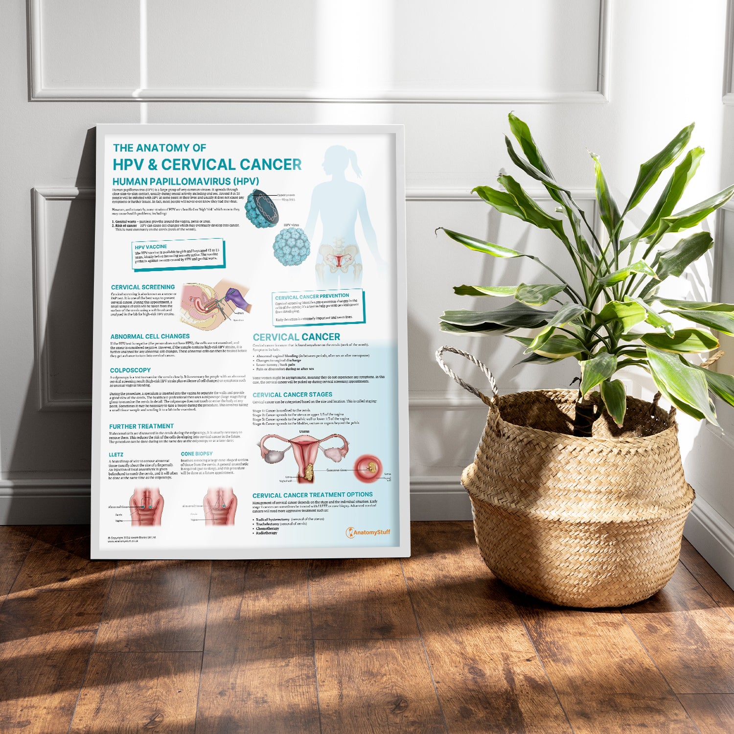 The Anatomy of HPV & Cervical Cancer Chart / Poster