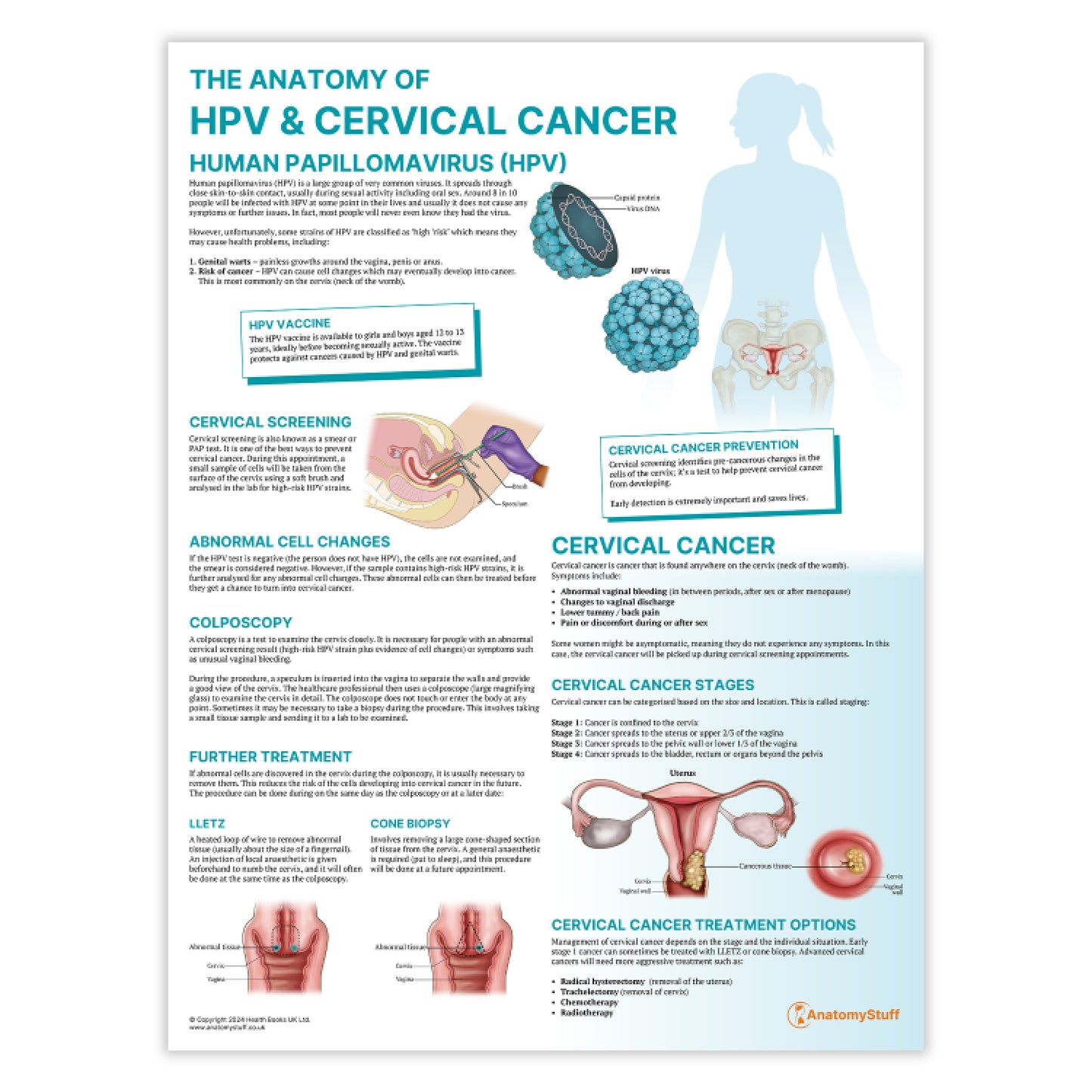 The Anatomy of HPV & Cervical Cancer Chart / Poster
