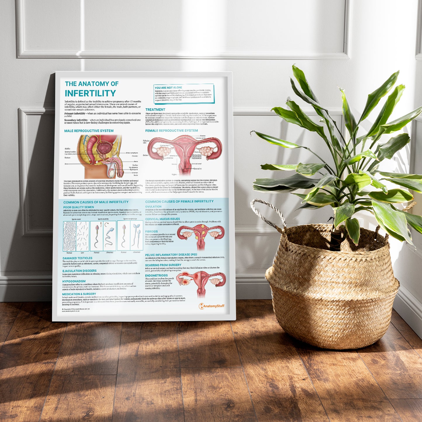 The Anatomy of Infertility Chart / Poster