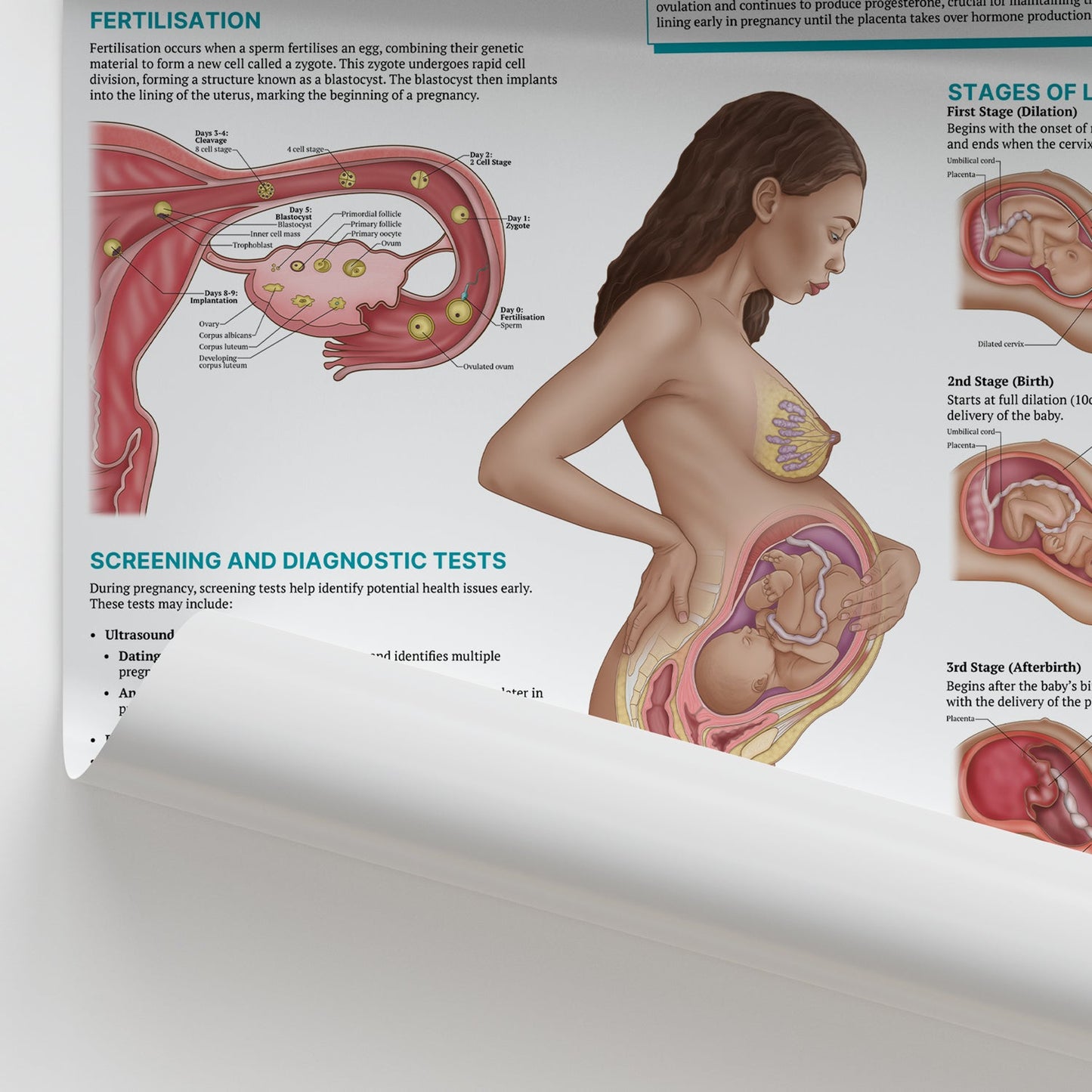 The Anatomy of Pregnancy Chart / Poster