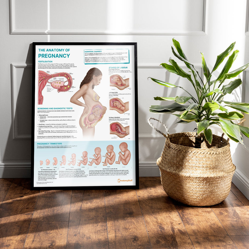 The Anatomy of Pregnancy Chart / Poster
