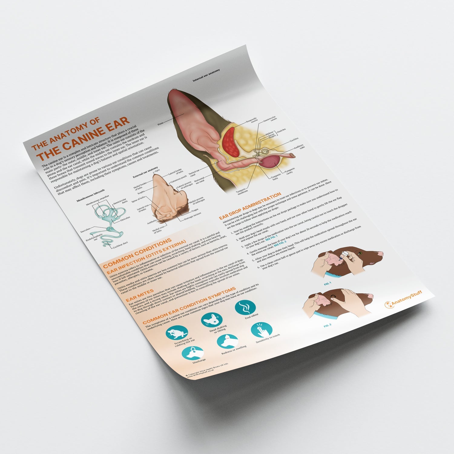 The Anatomy of The Canine Ear Chart / Poster - Part of Collection