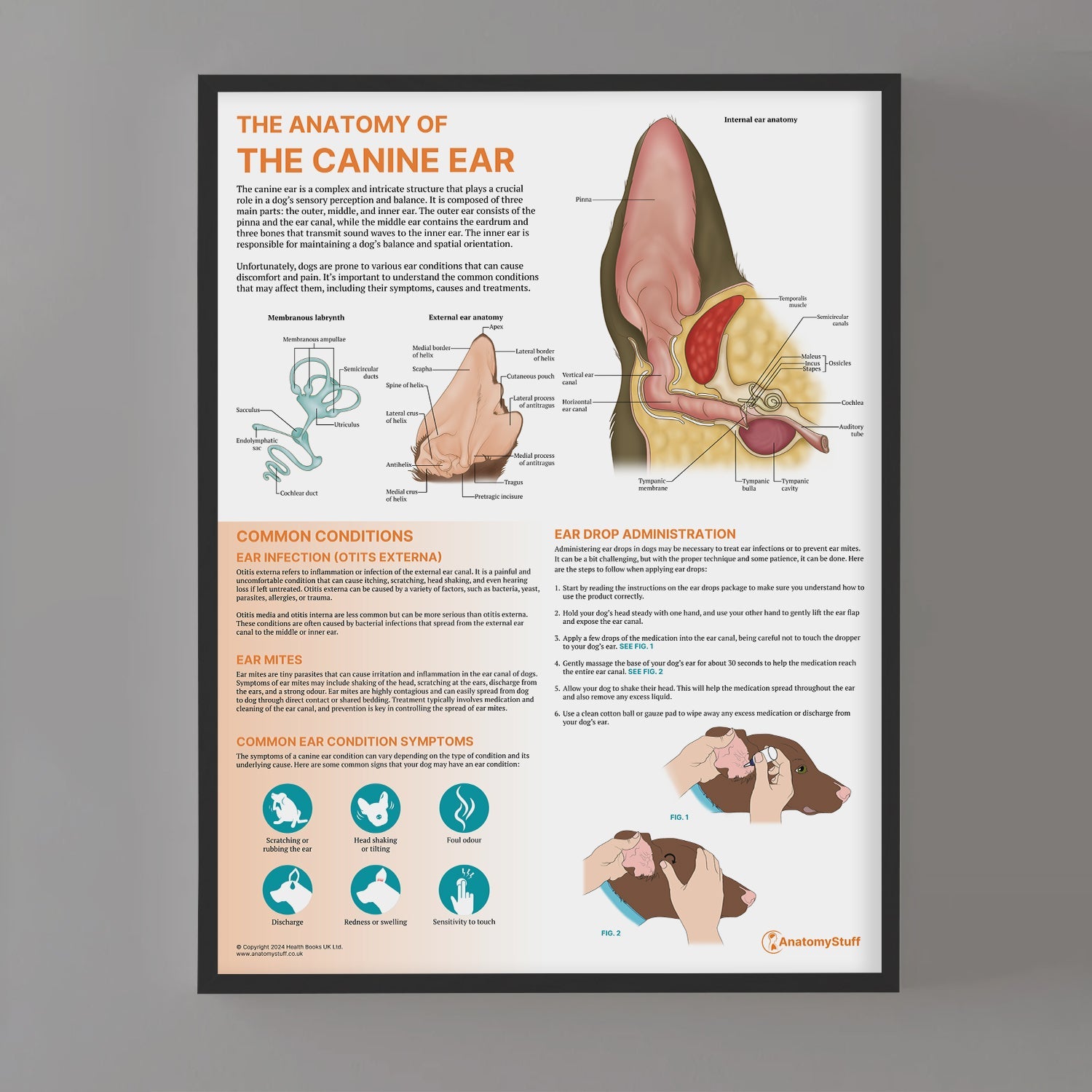 The Anatomy of The Canine Ear Chart / Poster - Part of Collection