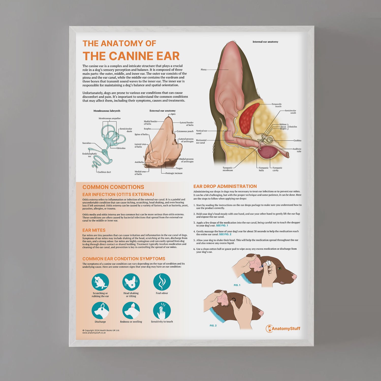 The Anatomy of The Canine Ear Chart / Poster