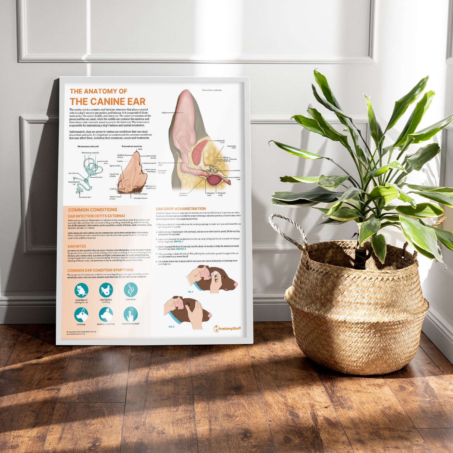 The Anatomy of The Canine Ear Chart / Poster
