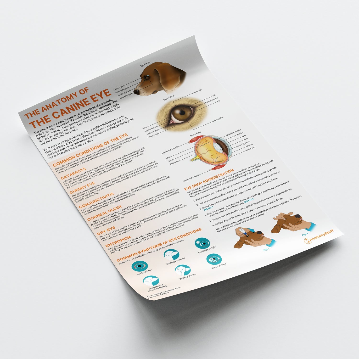 The Anatomy of The Canine Eye Chart / Poster - Part of Collection