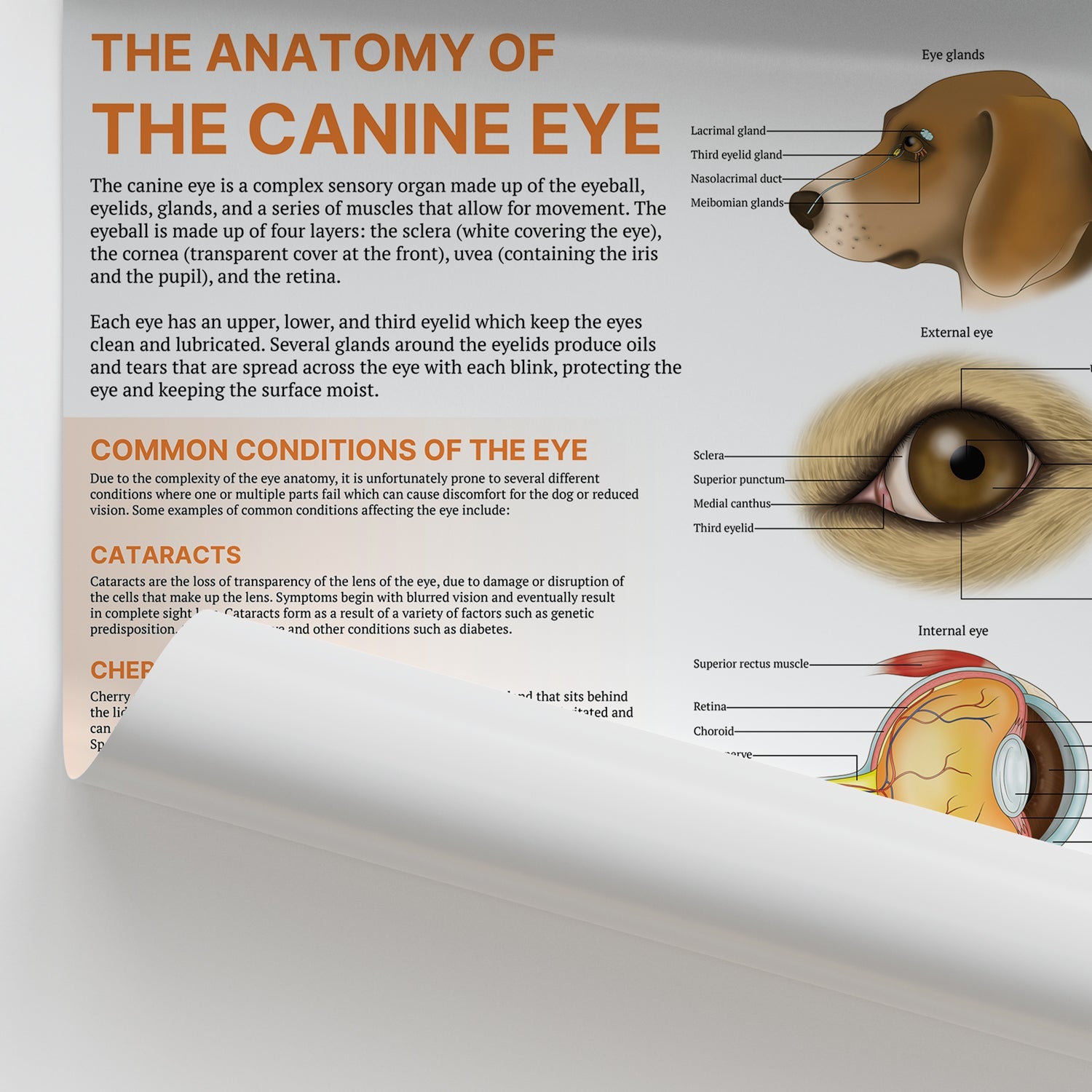 The Anatomy of The Canine Eye Chart / Poster - Part of Collection