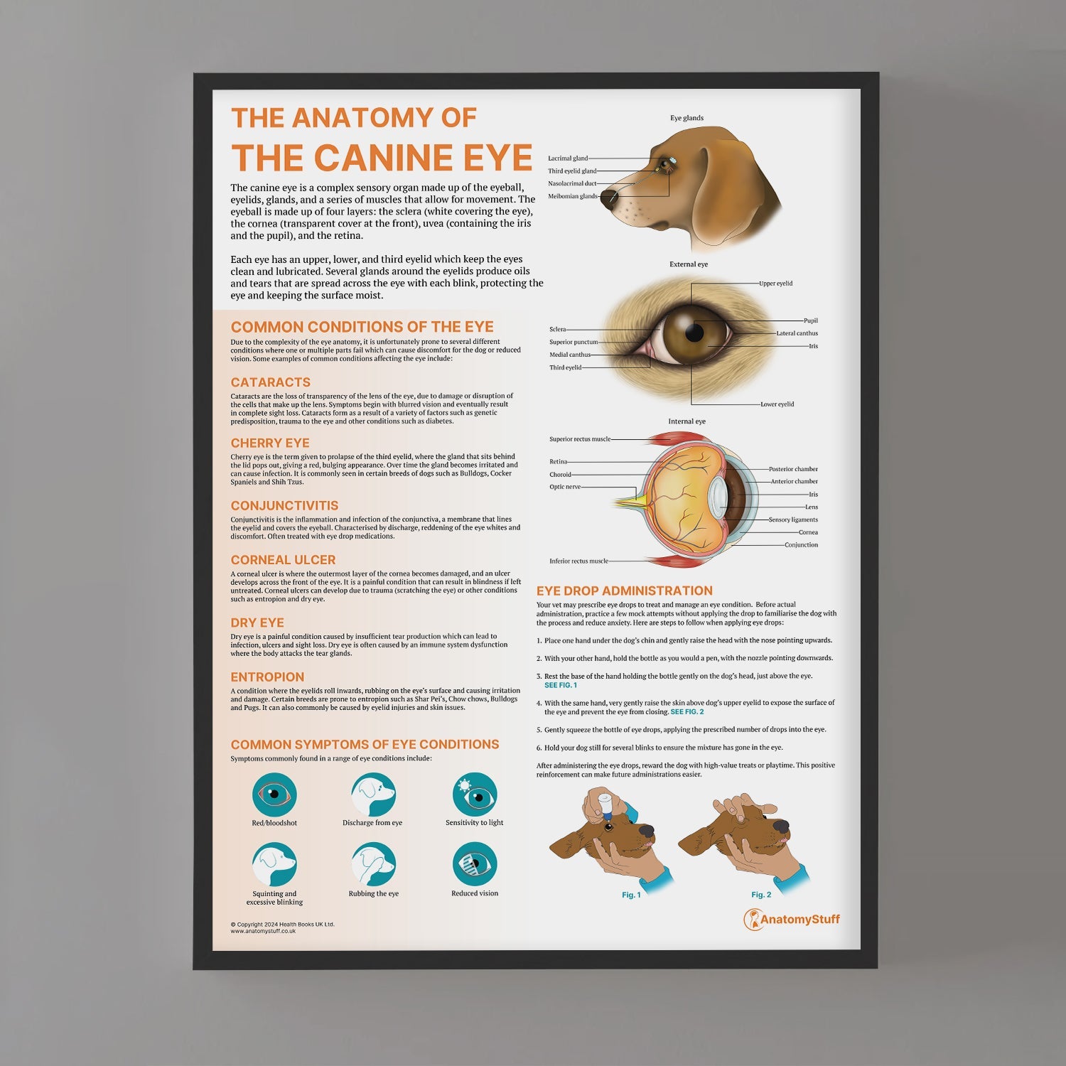 The Anatomy of The Canine Eye Chart / Poster - Part of Collection
