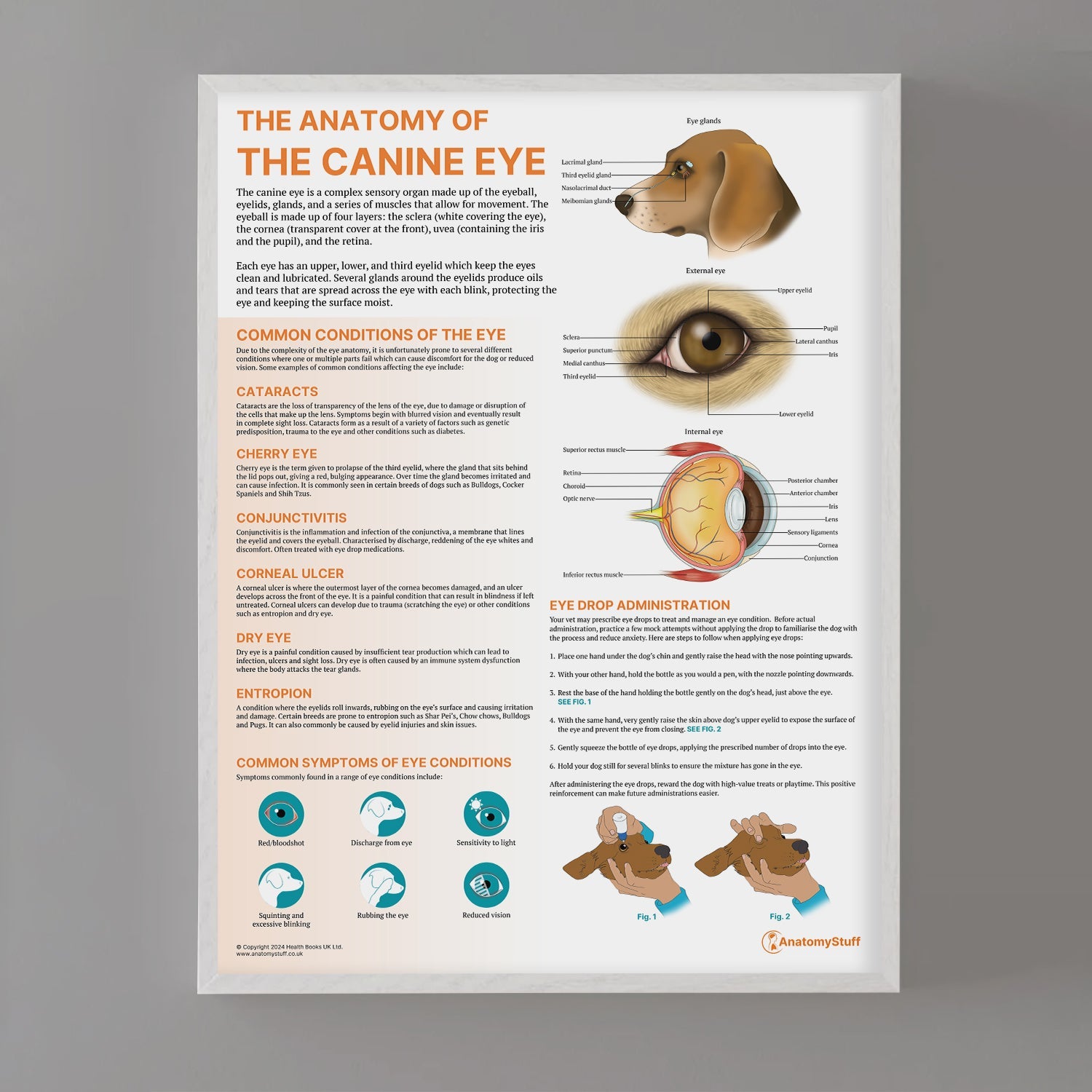 The Anatomy of The Canine Eye Chart / Poster - Part of Collection