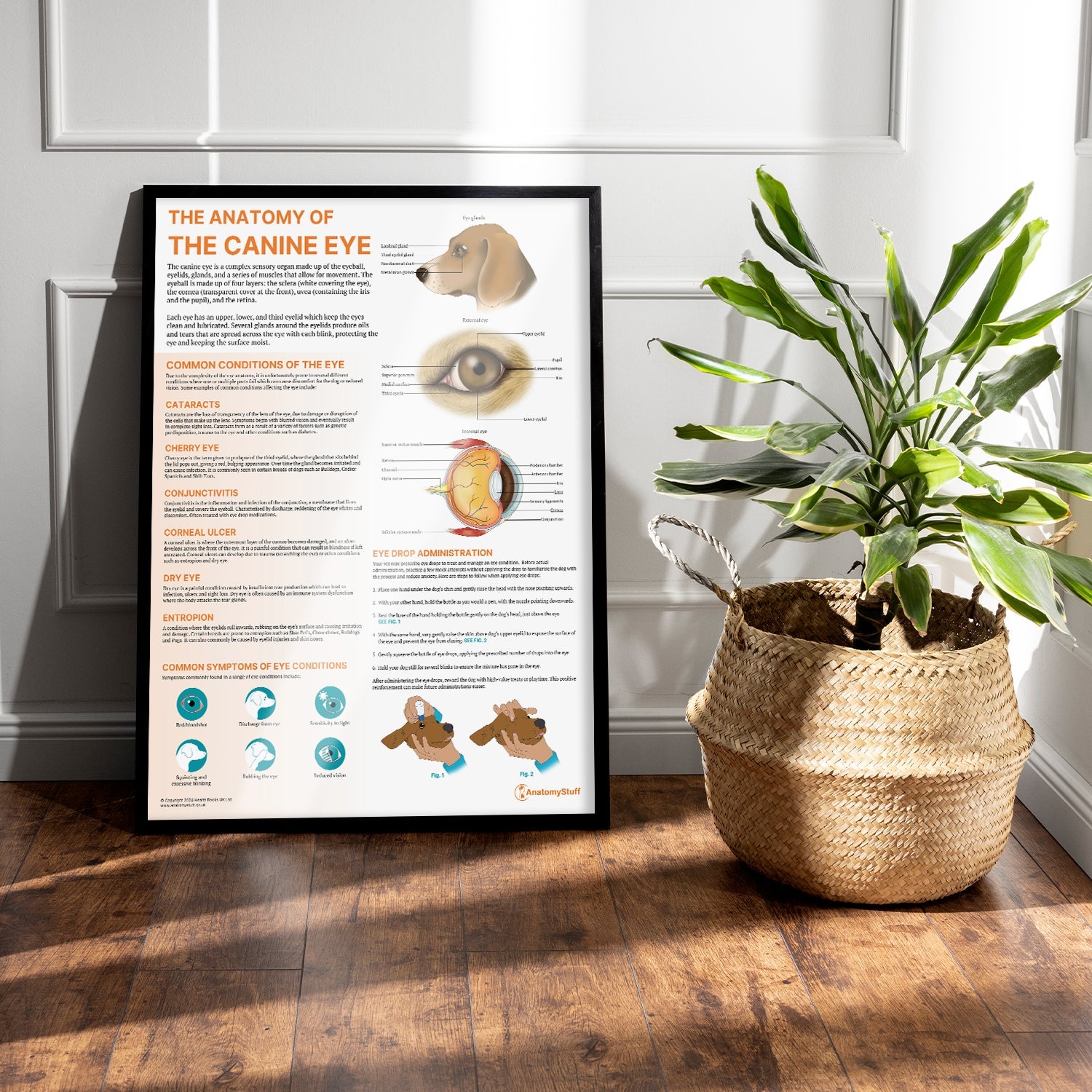The Anatomy of The Canine Eye Chart / Poster - Part of Collection