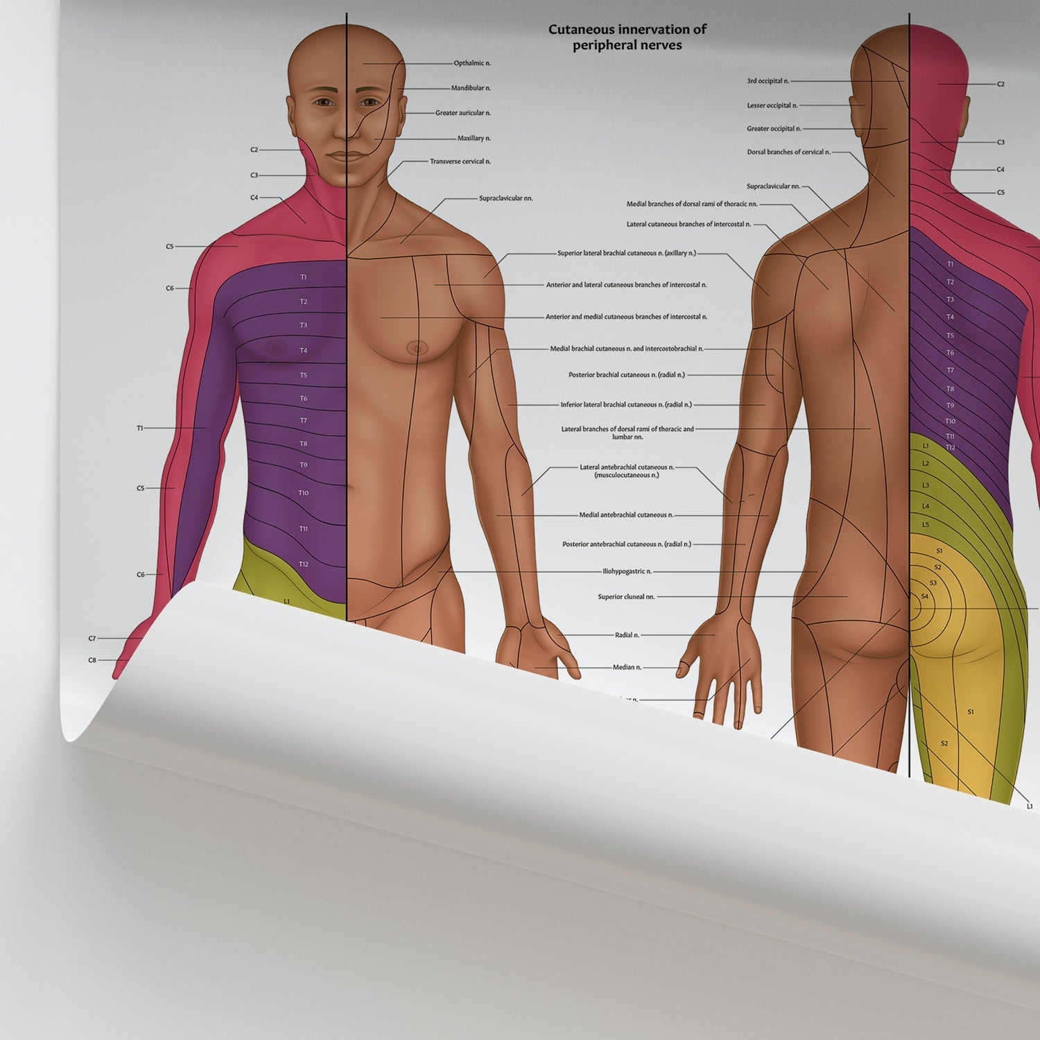 The Dermatomes Anatomy Chart / Poster - Part of Collection