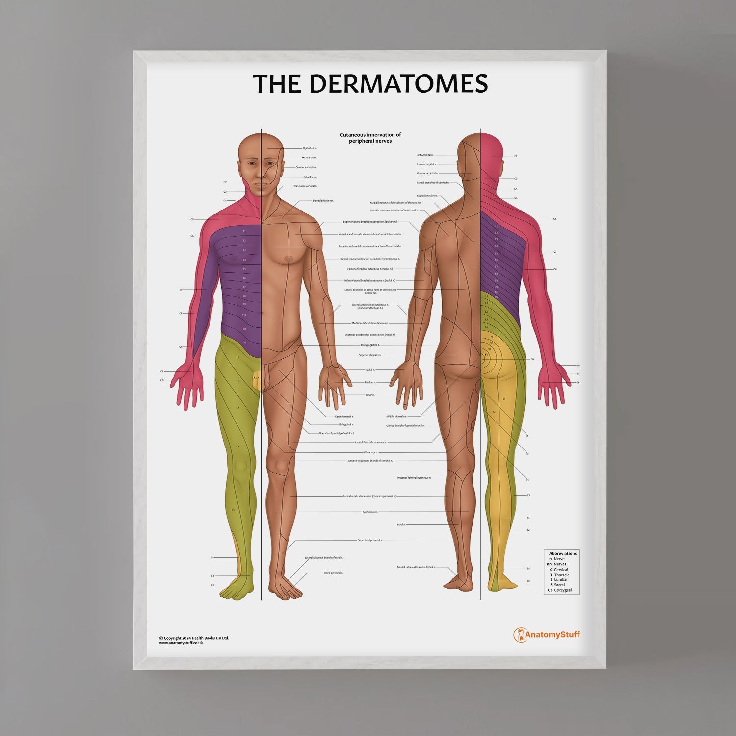 The Dermatomes Anatomy Chart / Poster