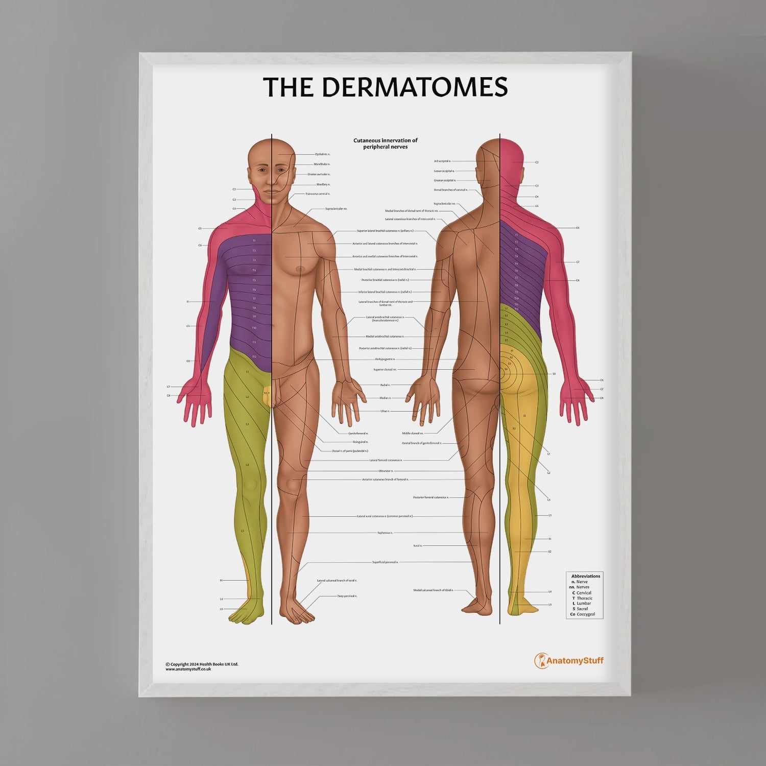 The Dermatomes Anatomy Chart / Poster - Part of Collection