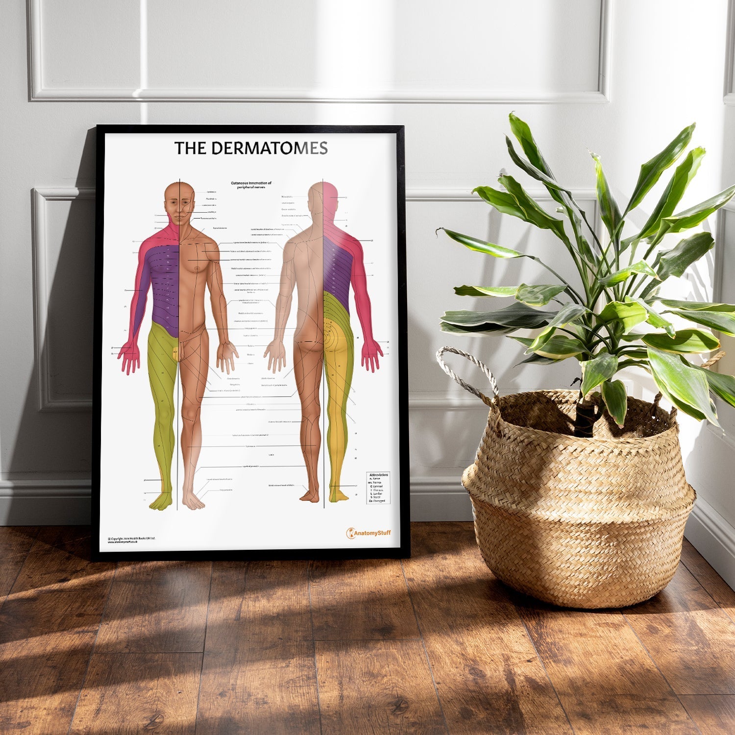 The Dermatomes Anatomy Chart / Poster - Part of Collection