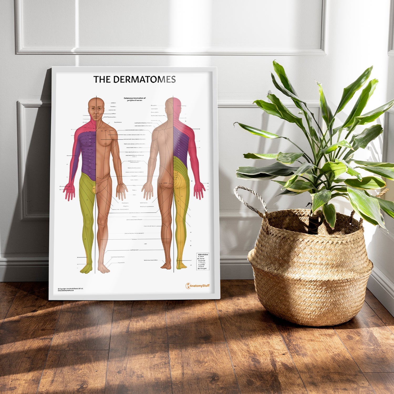 The Dermatomes Anatomy Chart / Poster - Part of Collection