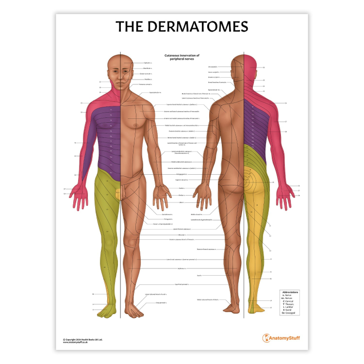 The Dermatomes Anatomy Chart / Poster