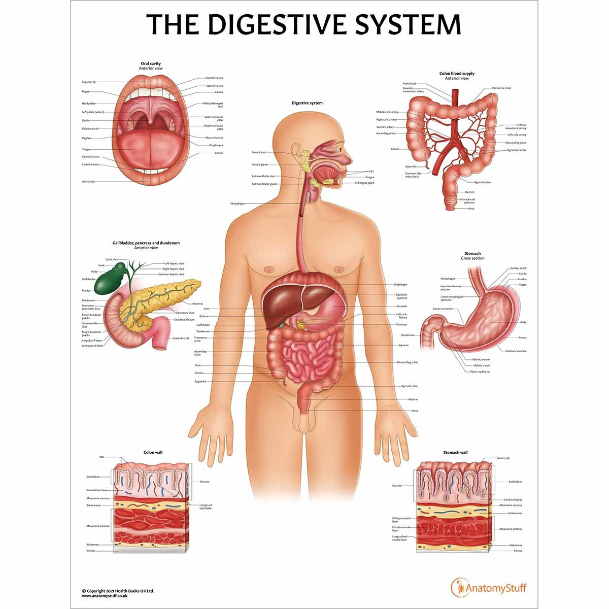 Poster of the Anatomy of the Digestive System