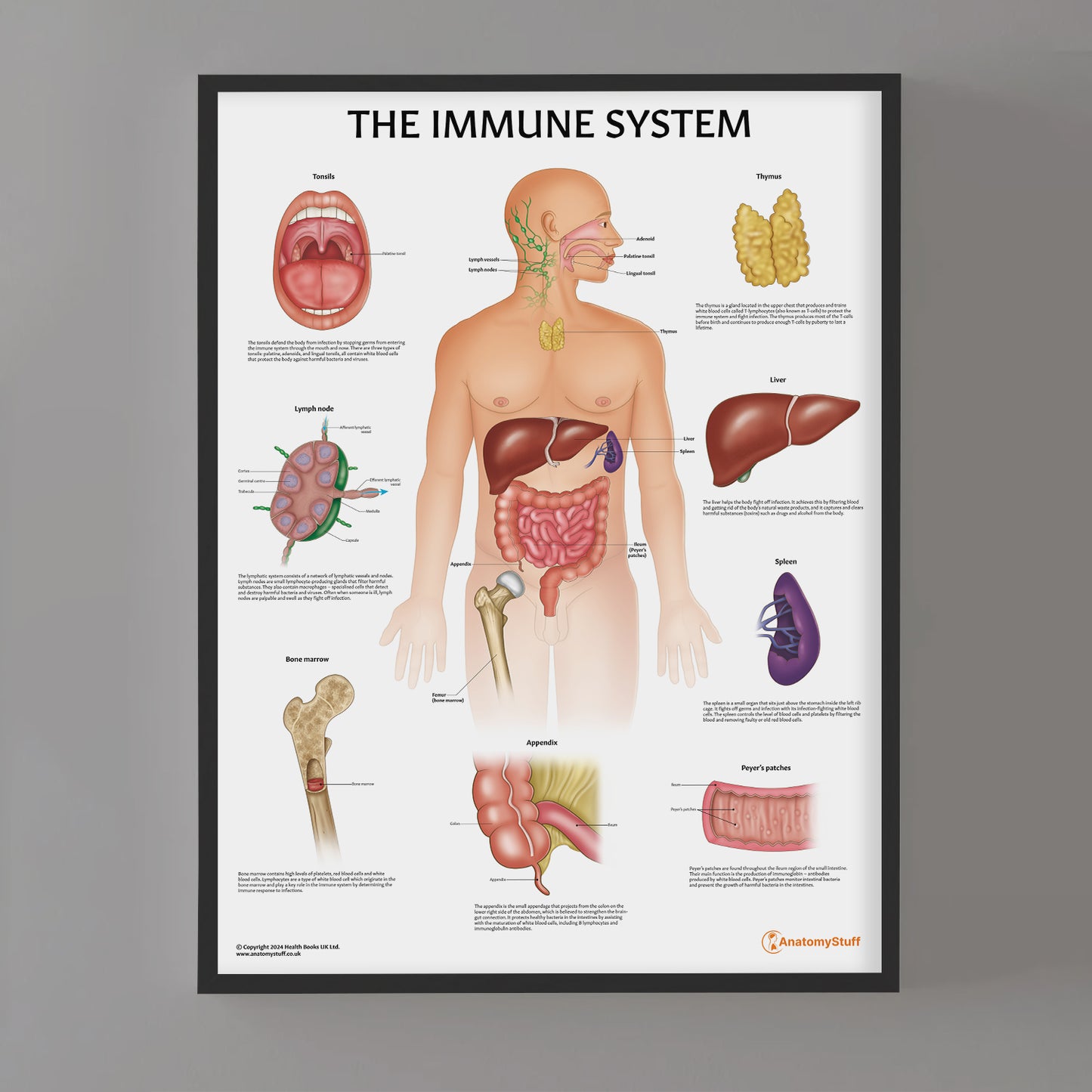 Immune System Anatomy Chart / Poster - Part of Collection