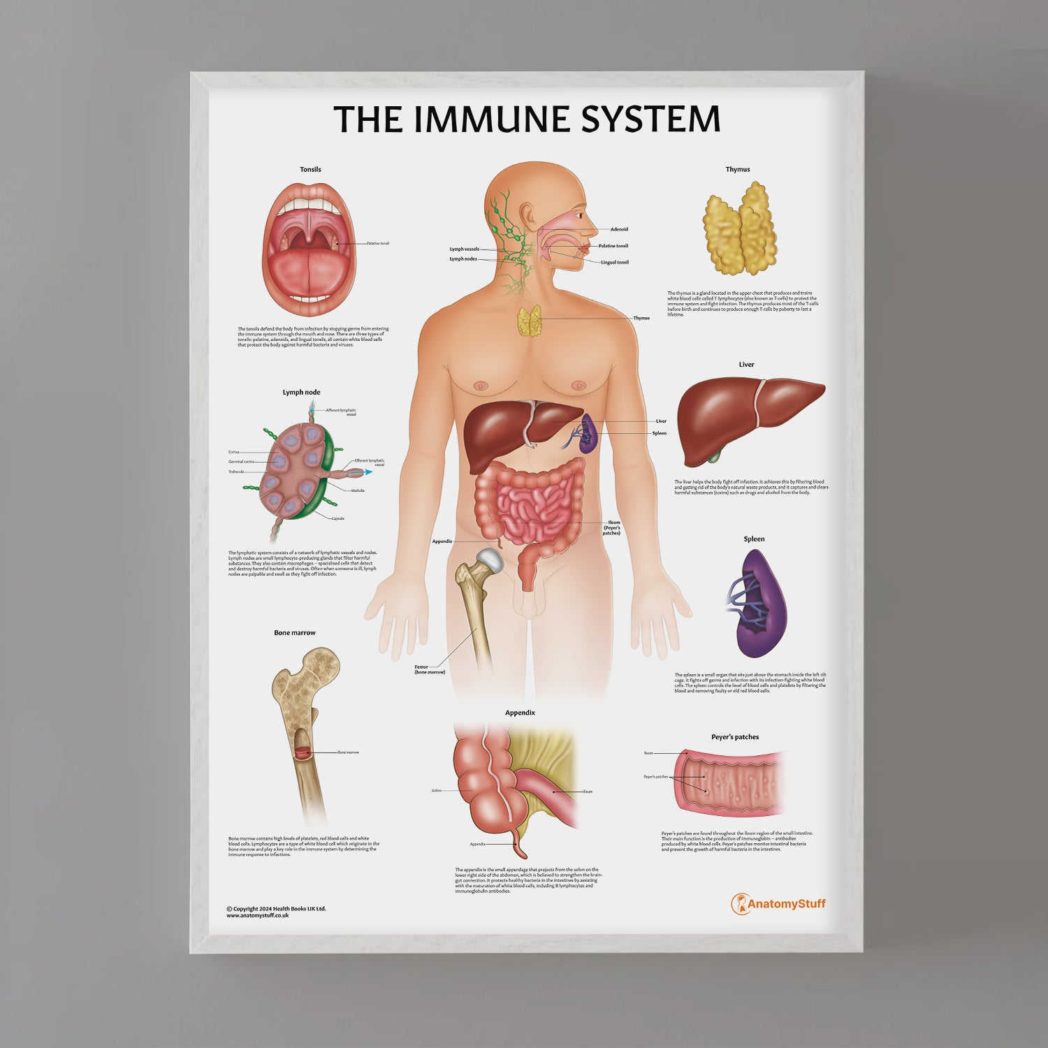 Immune System Anatomy Chart / Poster - Part of Collection