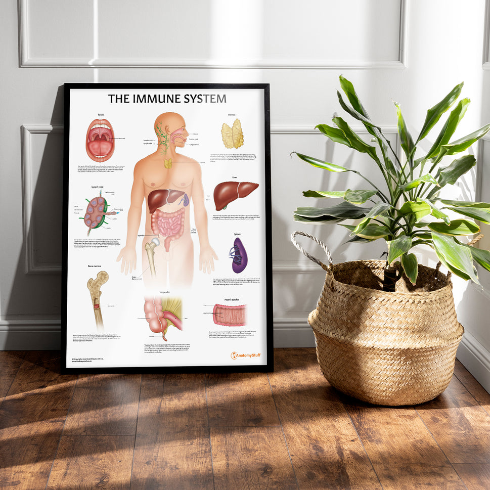 Immune System Anatomy Chart / Poster