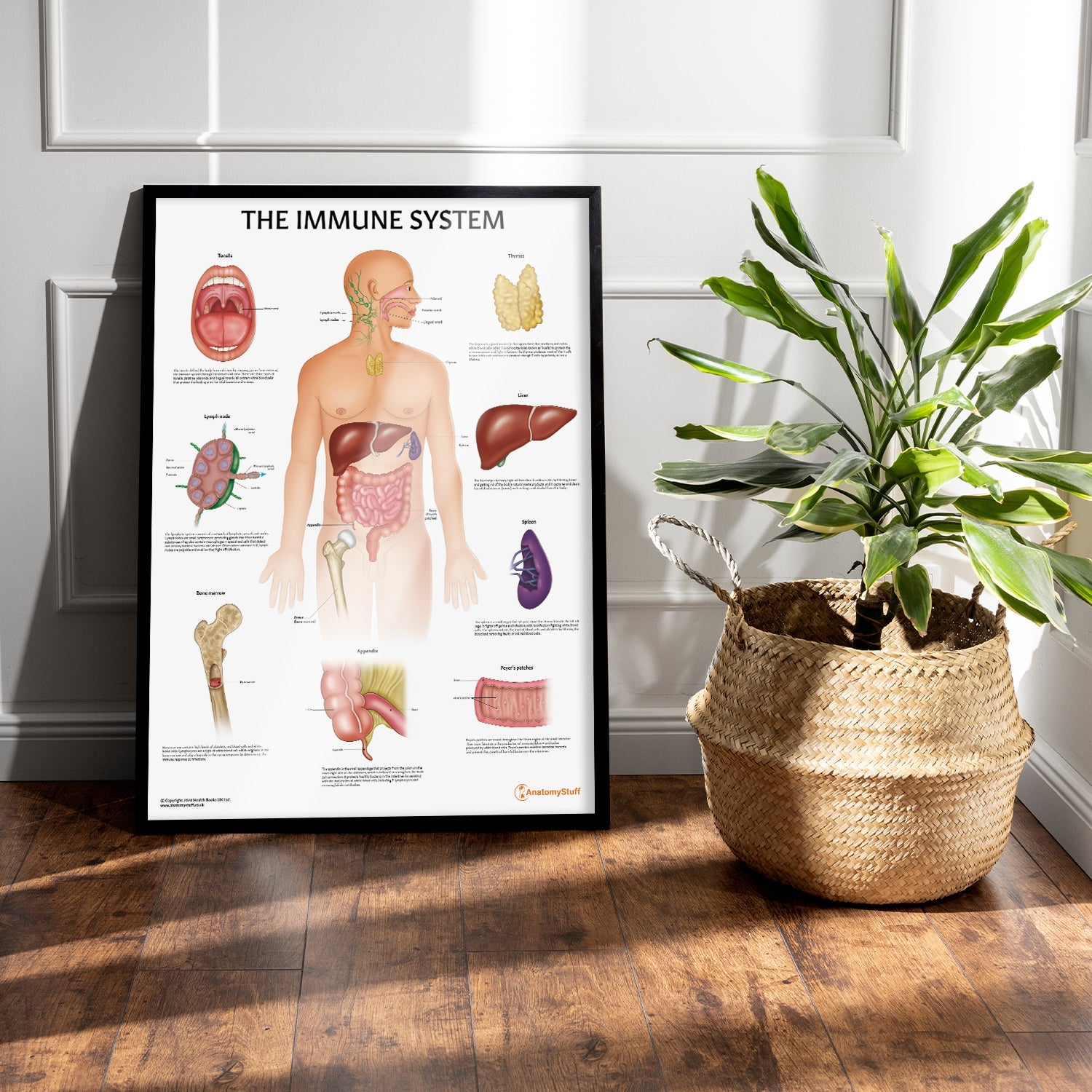 Immune System Anatomy Chart / Poster - Part of Collection