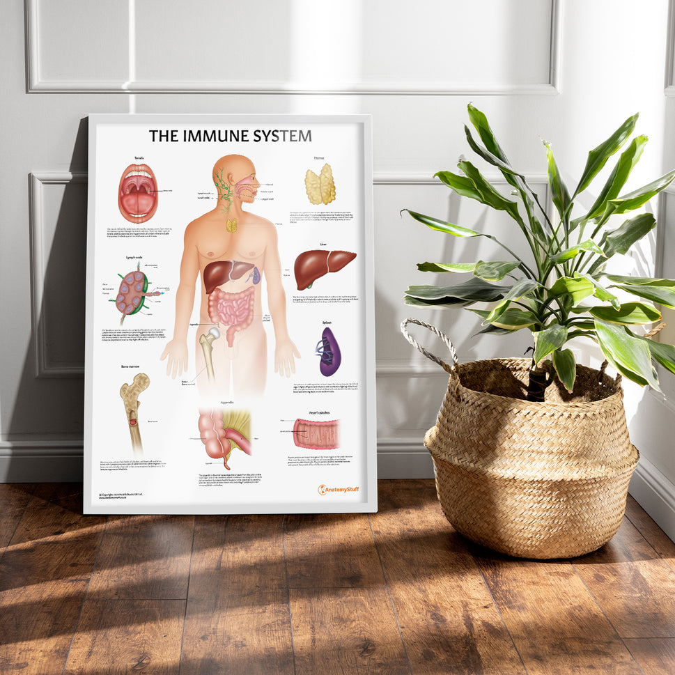 Immune System Anatomy Chart / Poster