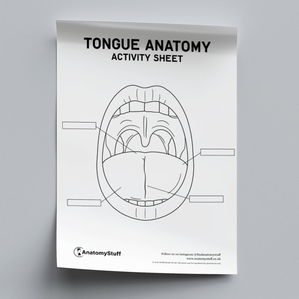 Tongue Anatomy Activity Sheet PDF