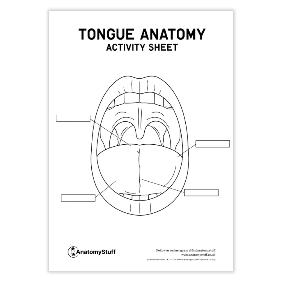 Tongue Anatomy Activity Sheet PDF