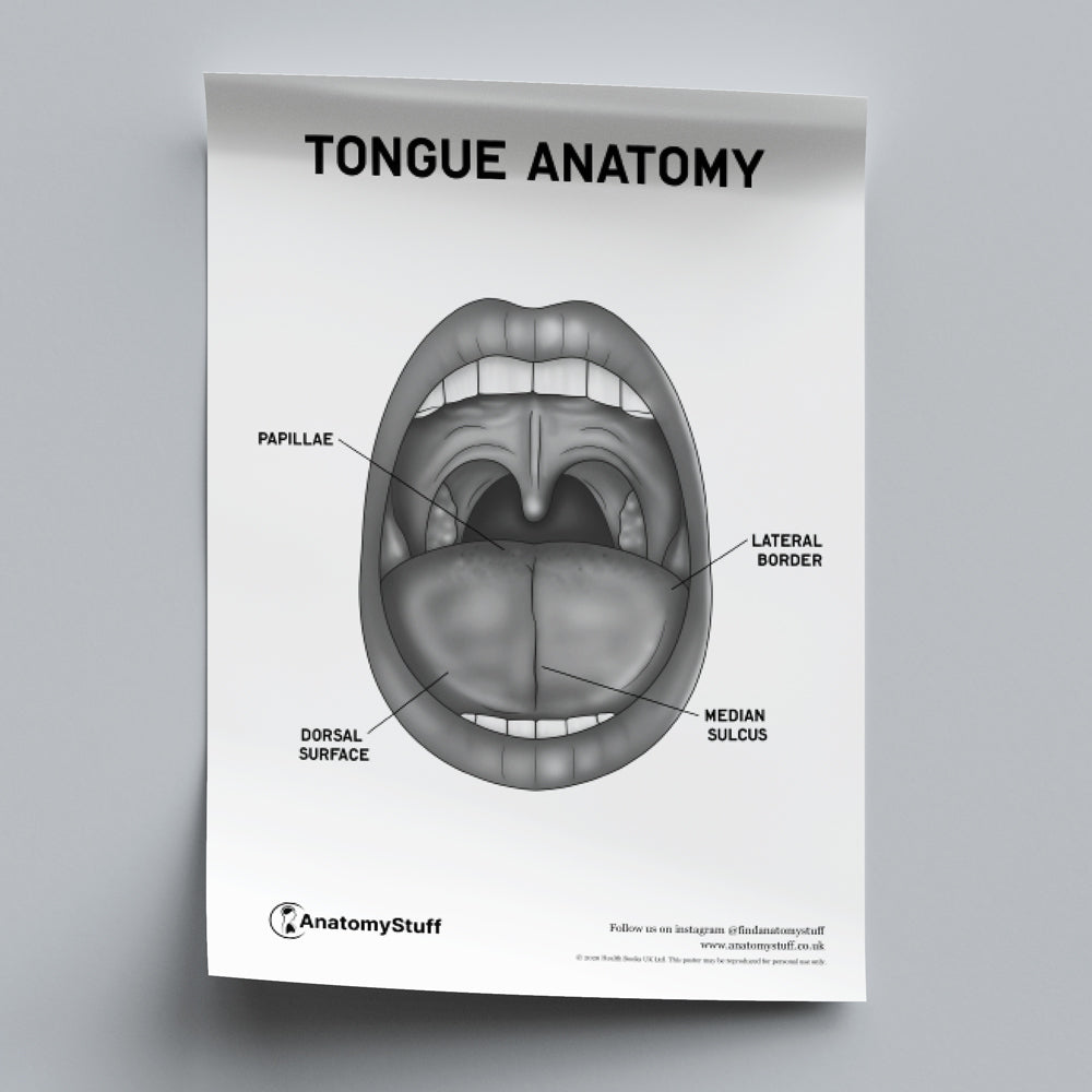Tongue Anatomy Poster PDF