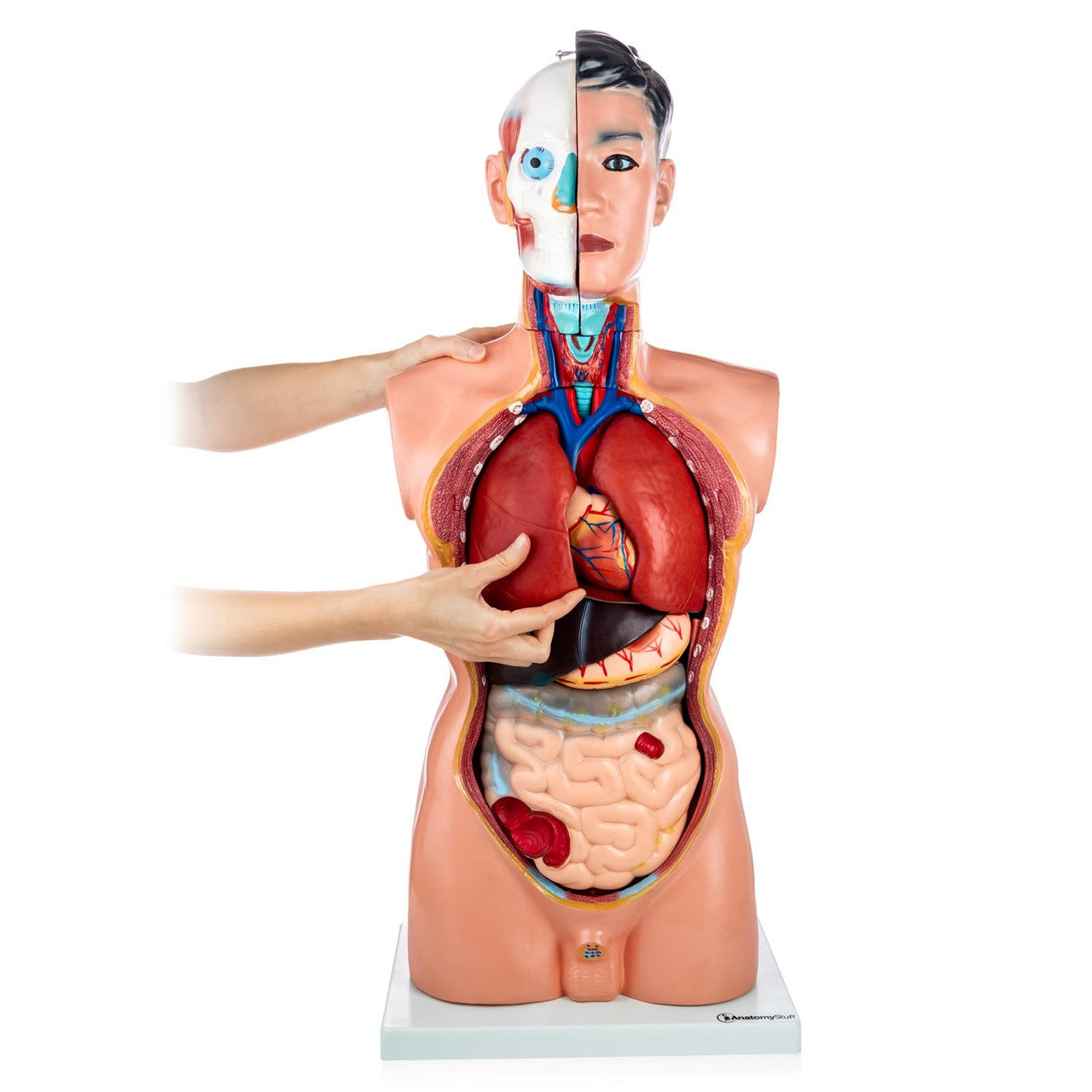 Budget Life-Size Male Torso (19 Part)