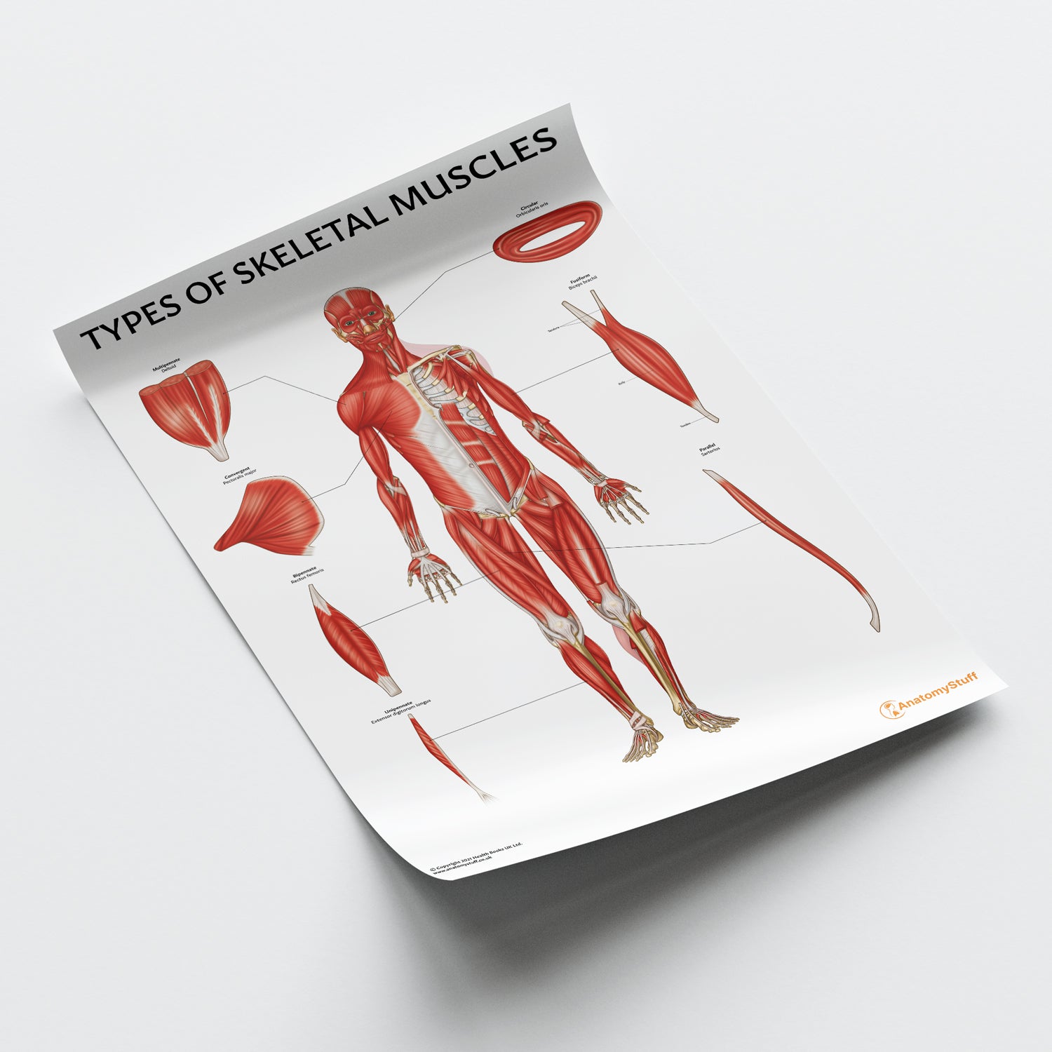 Types of Skeletal Muscles Chart / Poster