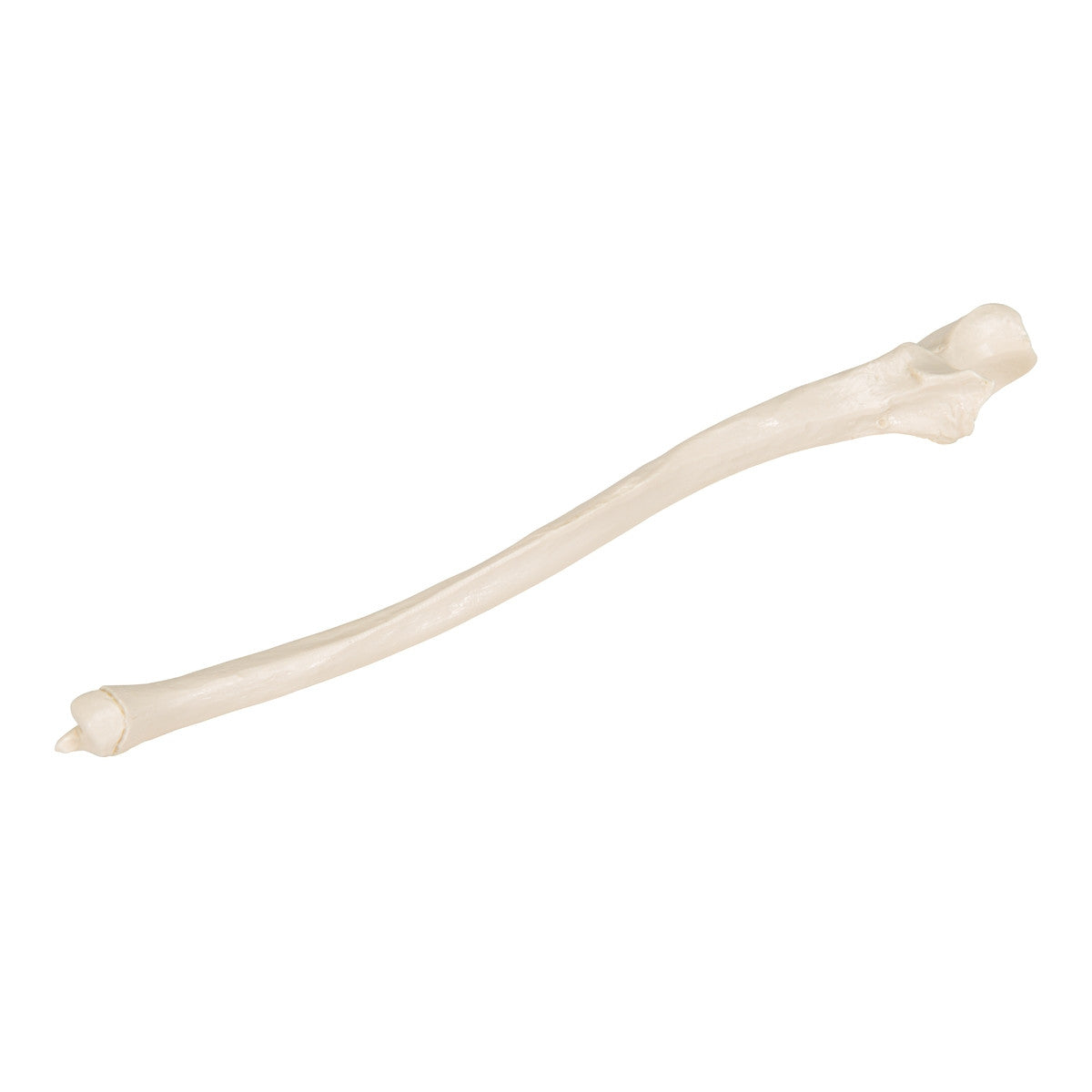 Ulna Bone Model 3B