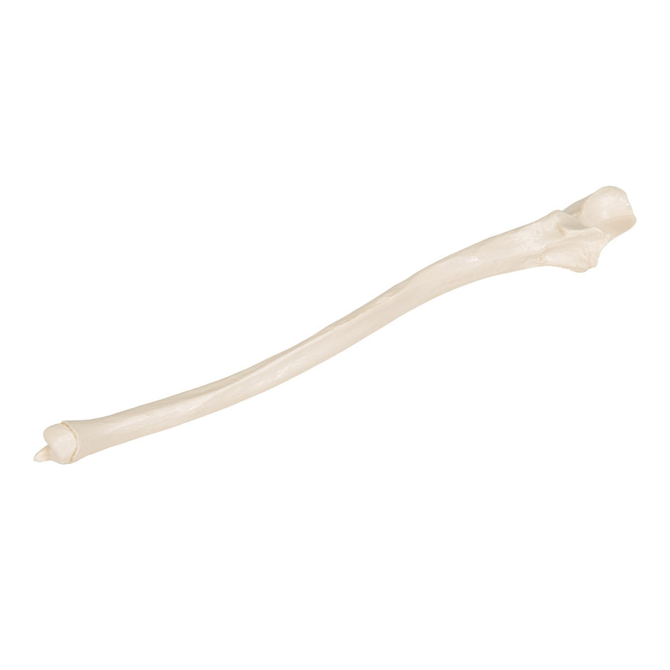 Ulna Bone Model 3B